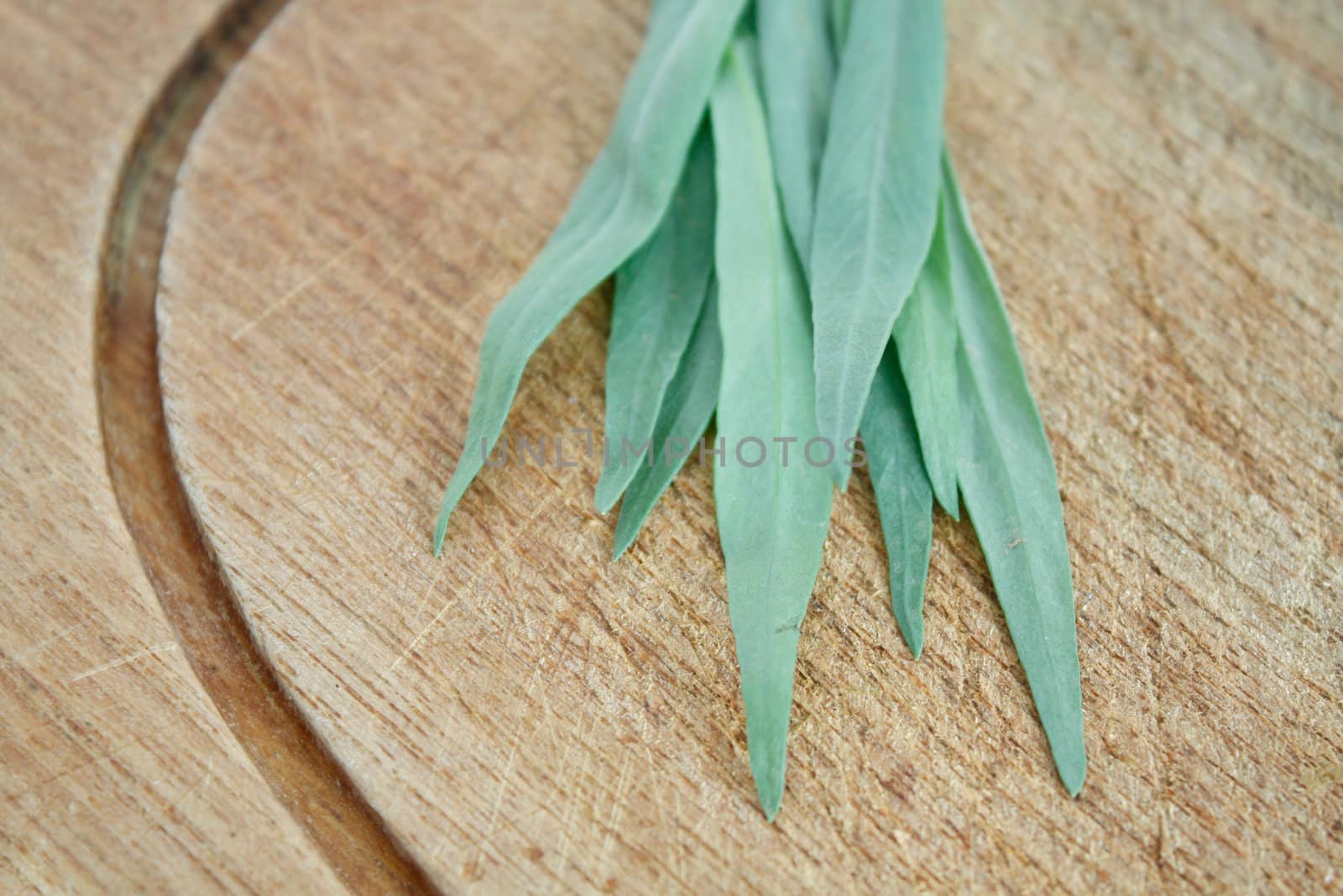 Fresh tarragon from the garden