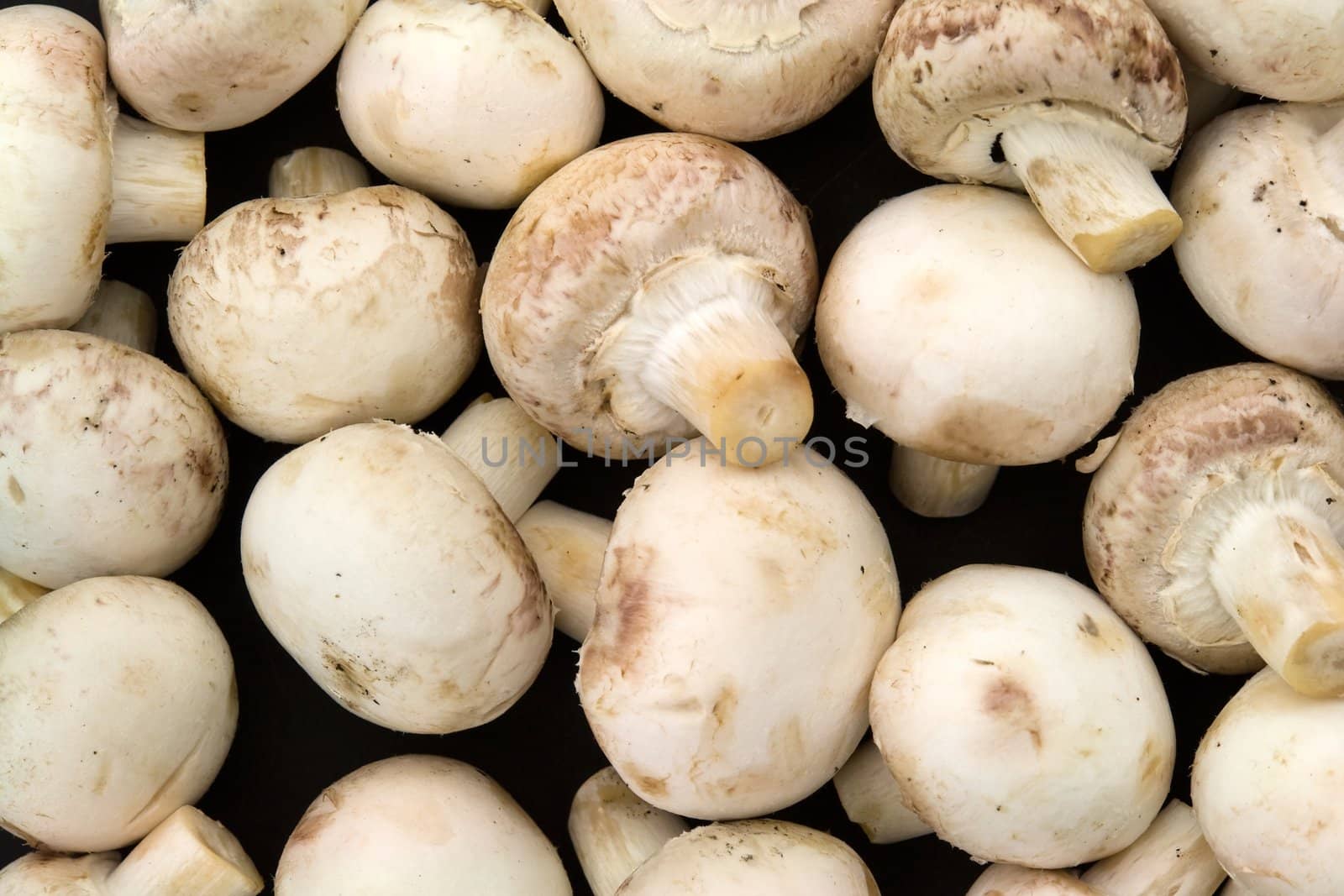 Mushroom background. Heap of champignons close up.