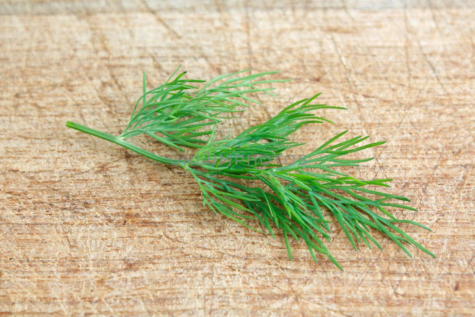 Delicious fresh dill from the garden