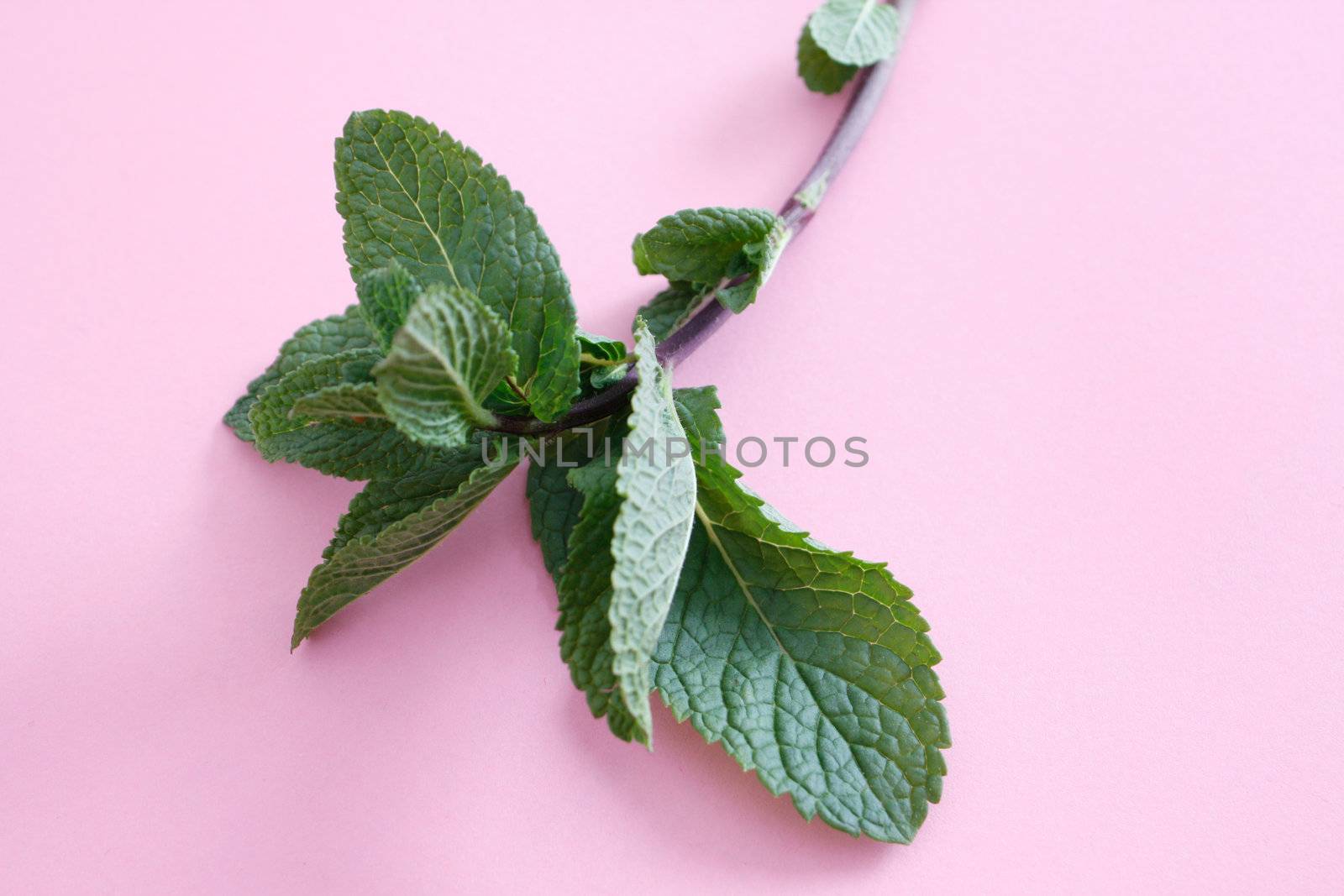 Mint leaves on assorted bg