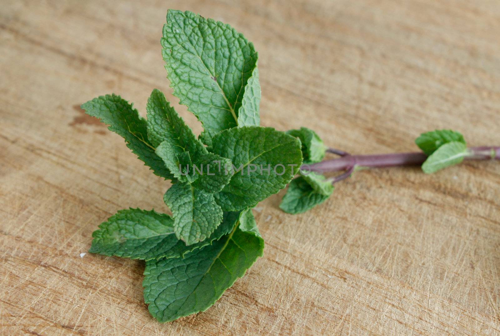 Mint leaves by leeser