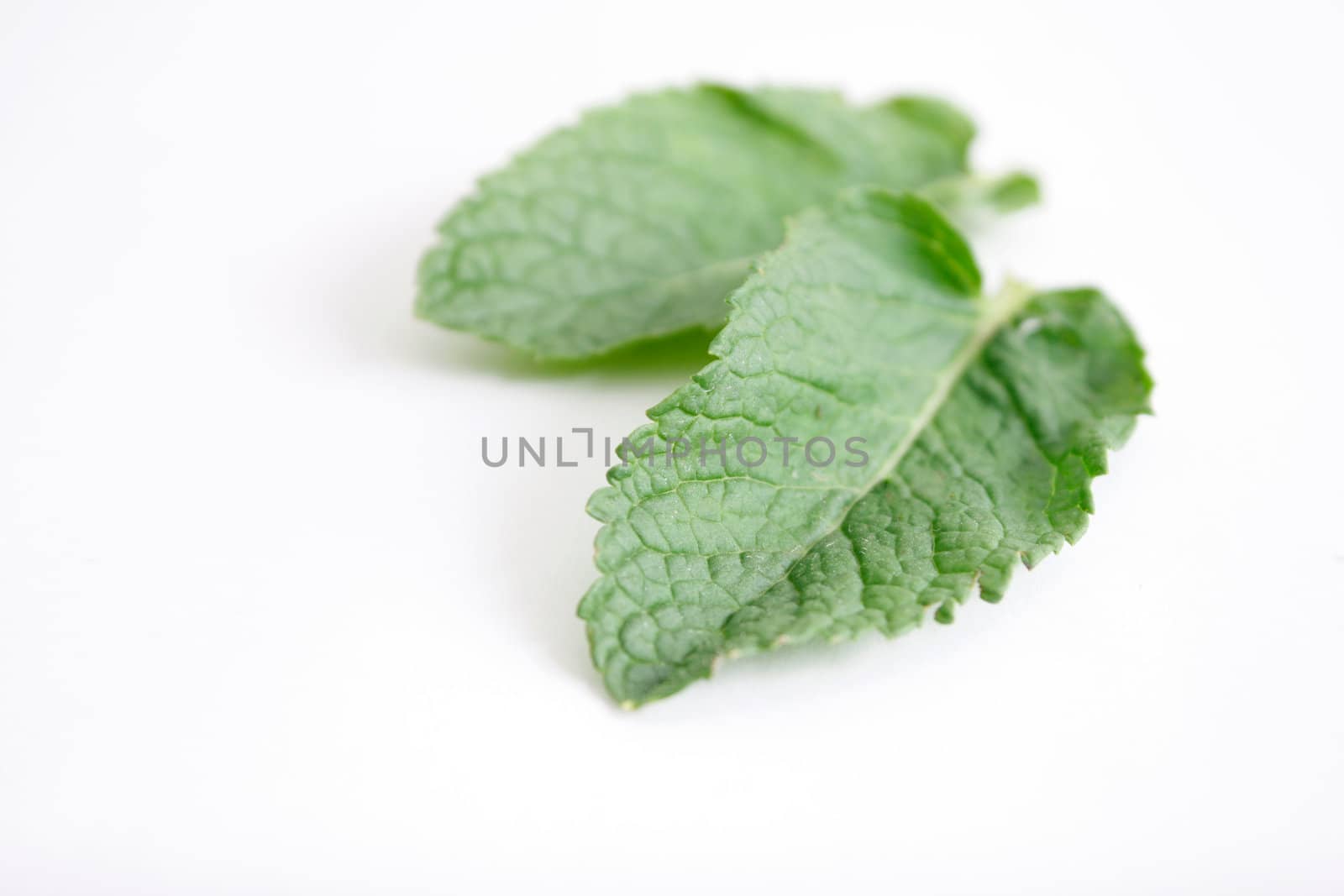 Mint leaves on assorted bg