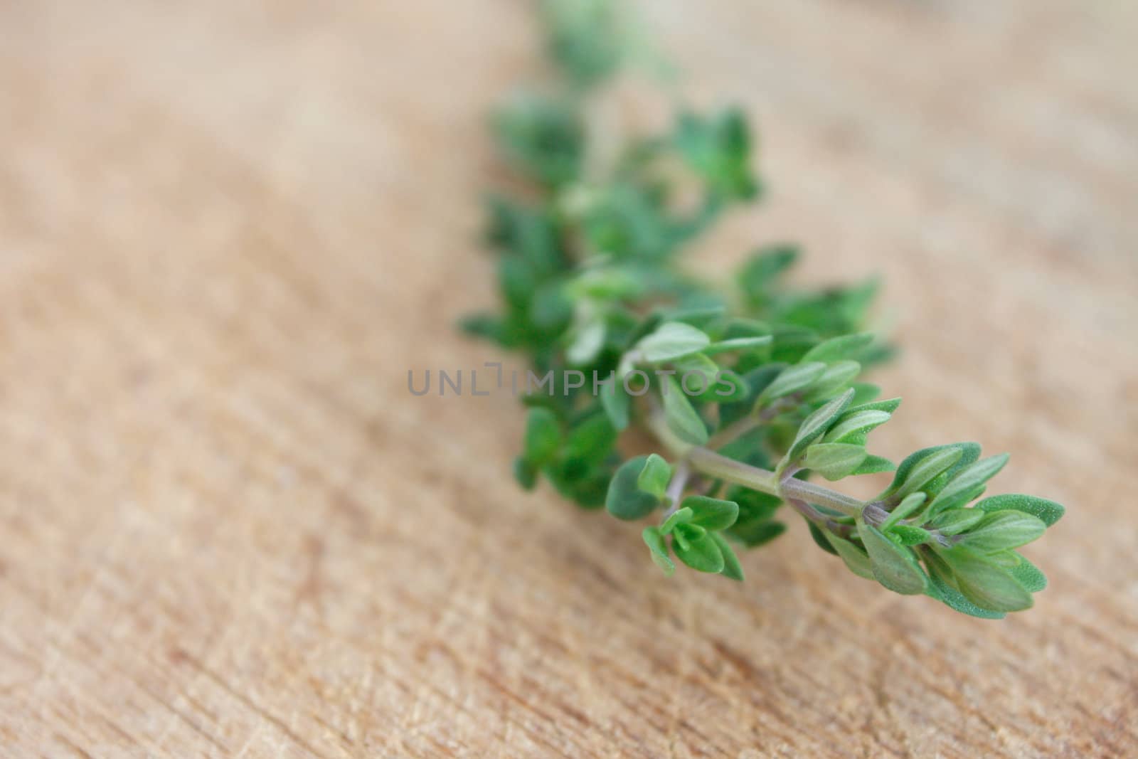 thyme by leeser