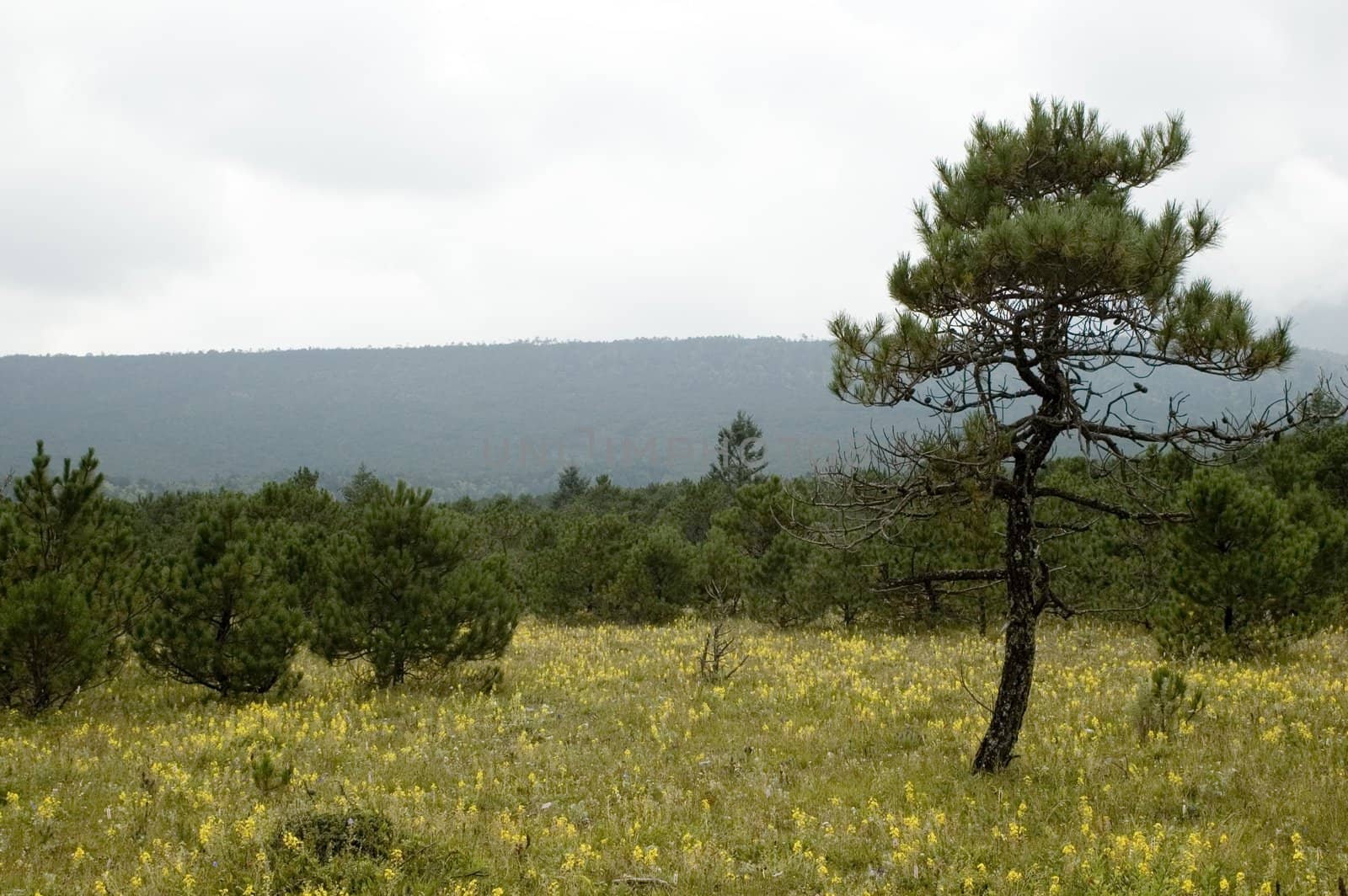 Yunnan province, typical landscape around Lijiang city. Open field near Yulong mountain (Jade Dragon Snow mountain). Beautiful meadow with trees and flowers.