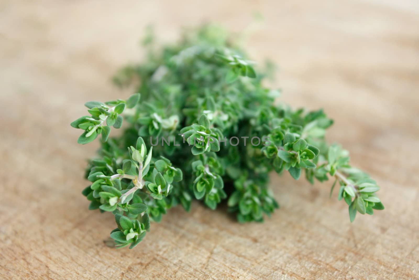 Thyme by leeser