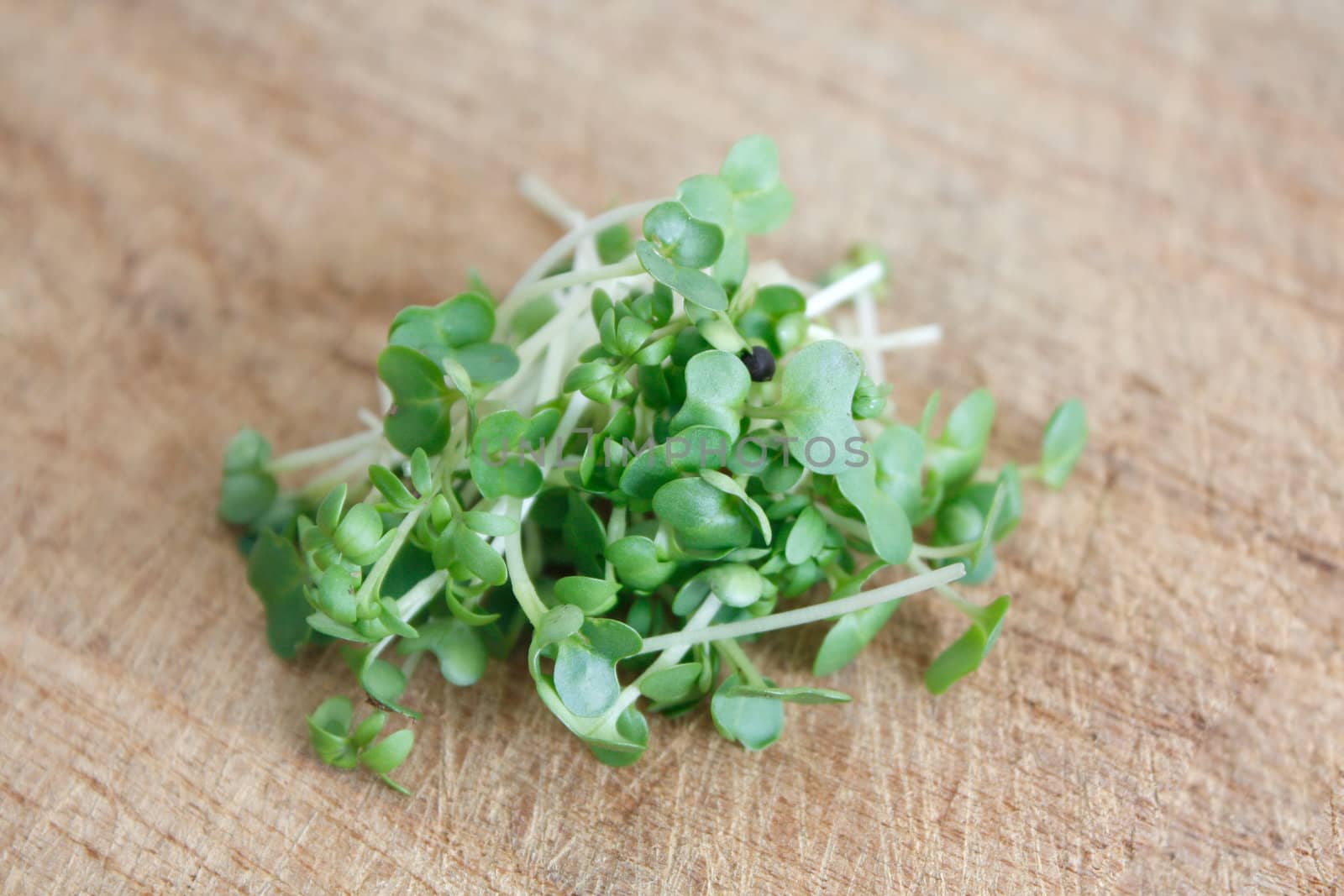 Water cress isolated on white