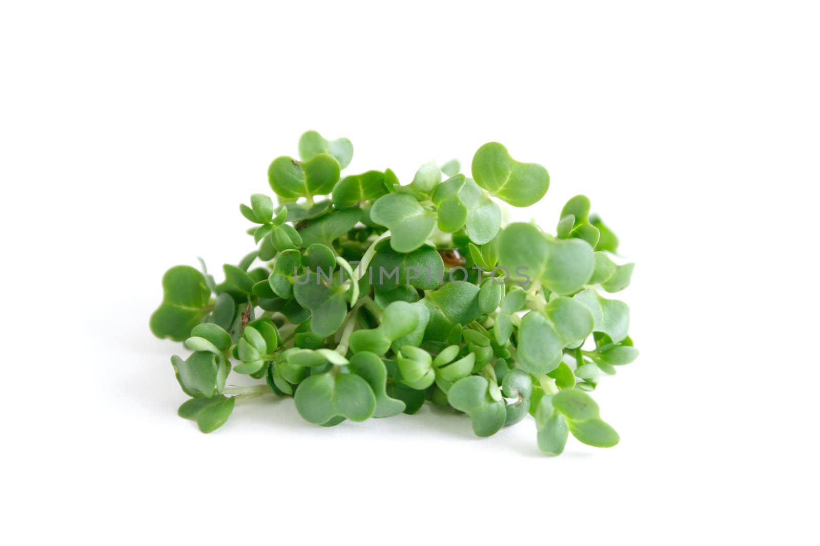 Water cress isolated on white