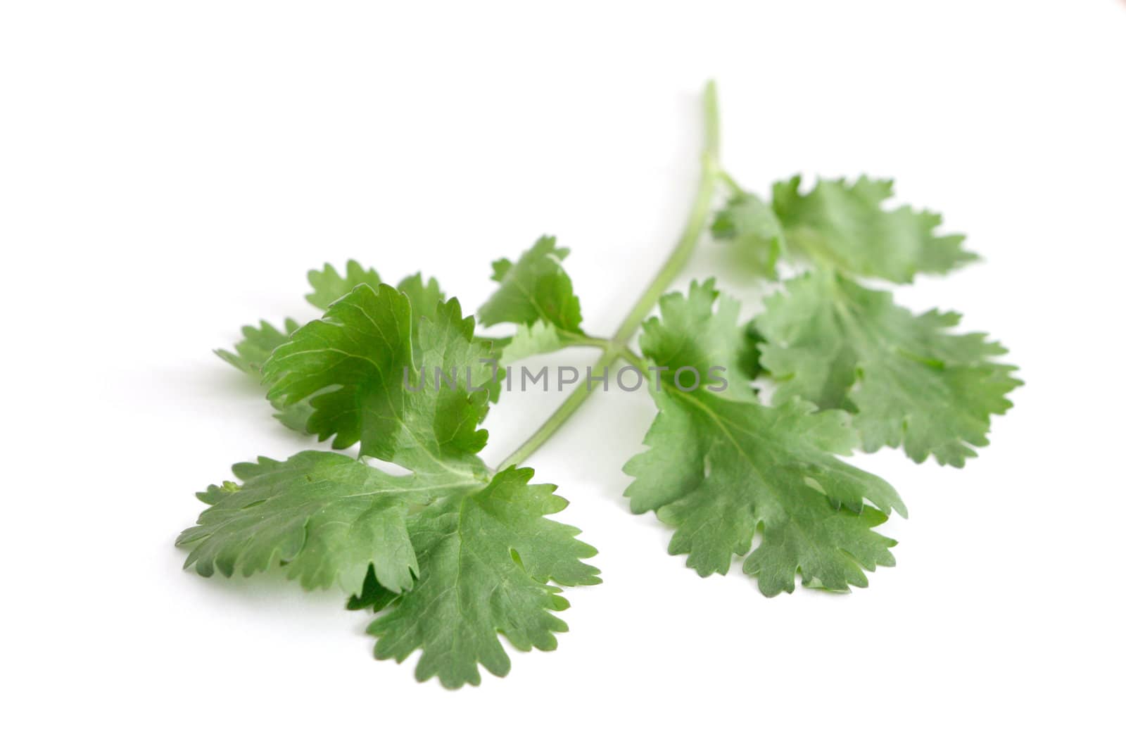 Green coriander on a background