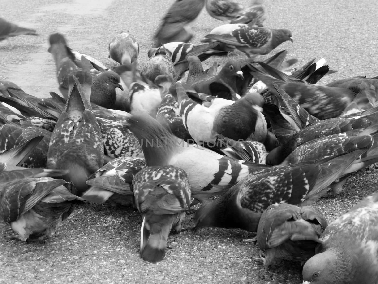 A group of Pigeons in a feeding frenzy.