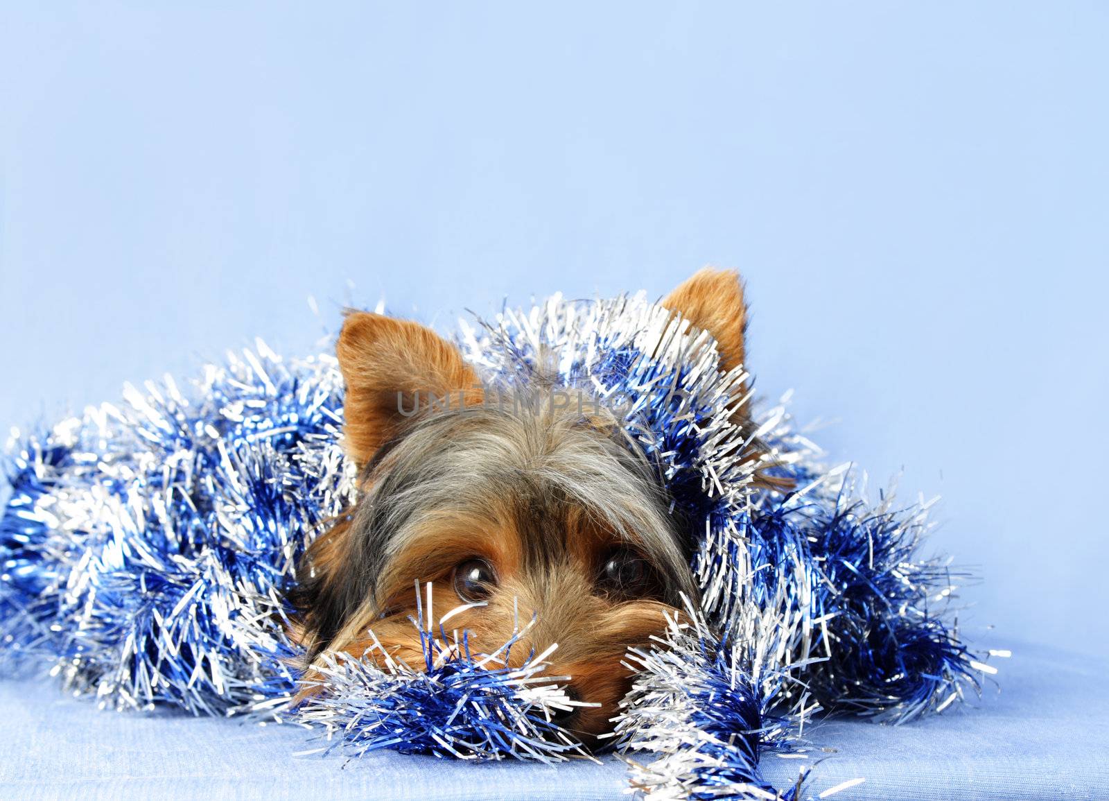 little yorkshire dog with blue christmas garland, blue background
