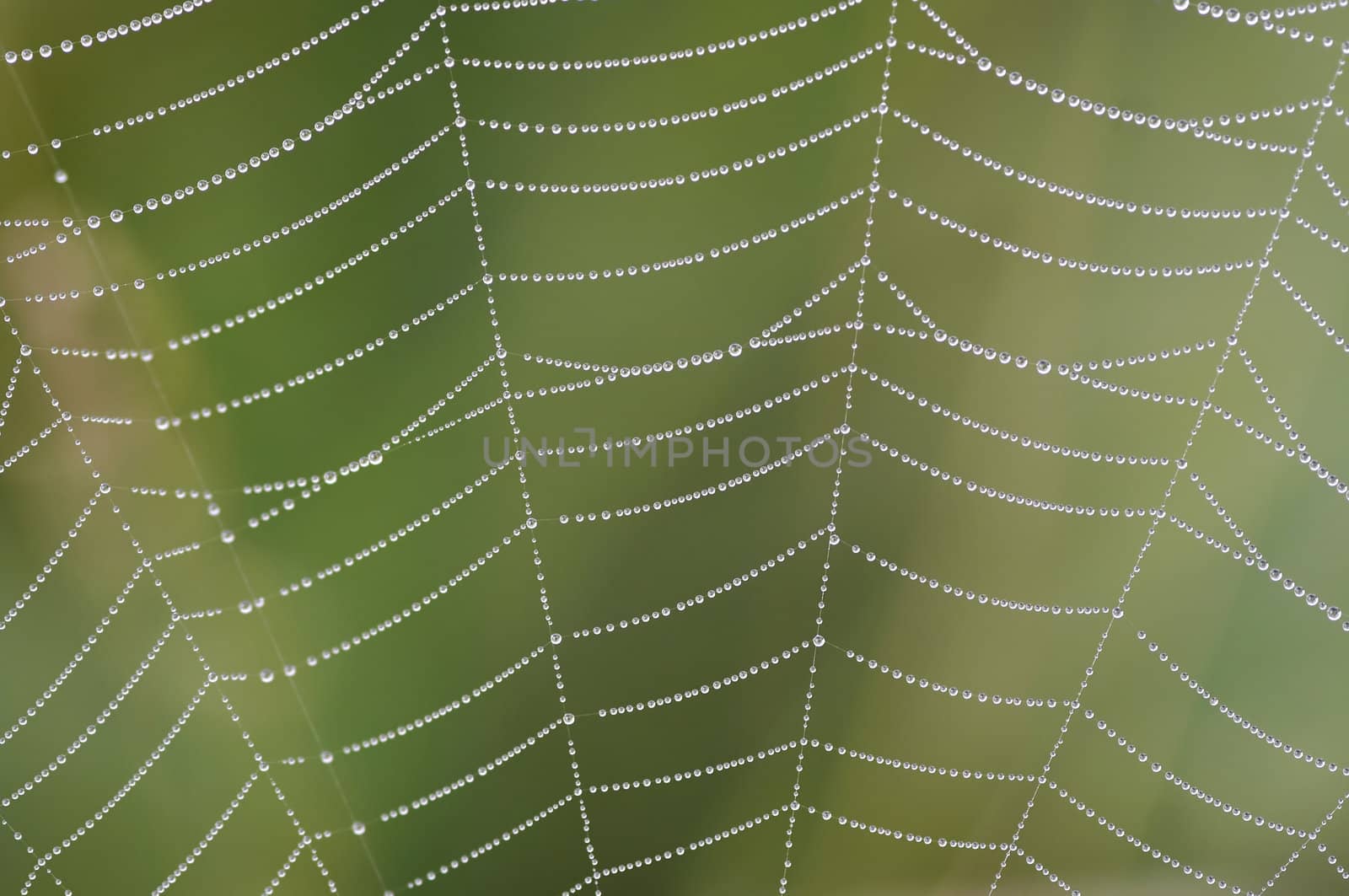 dewy cobweb by Mibuch