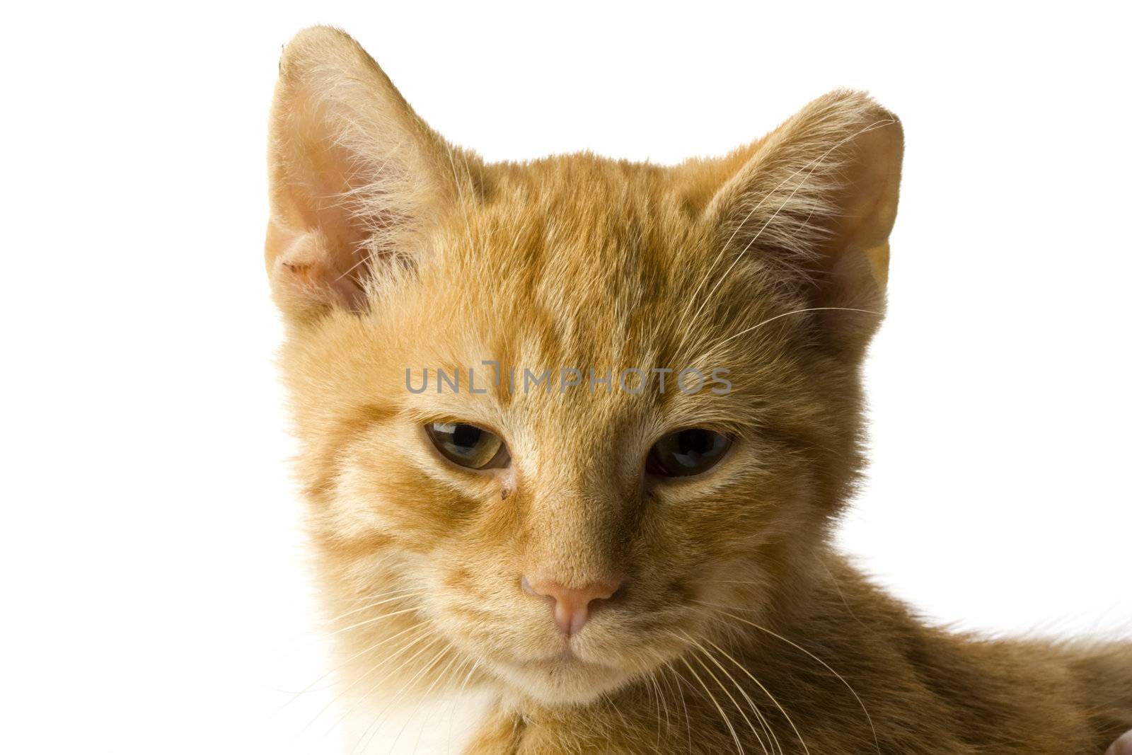 detail of a small cat on white background