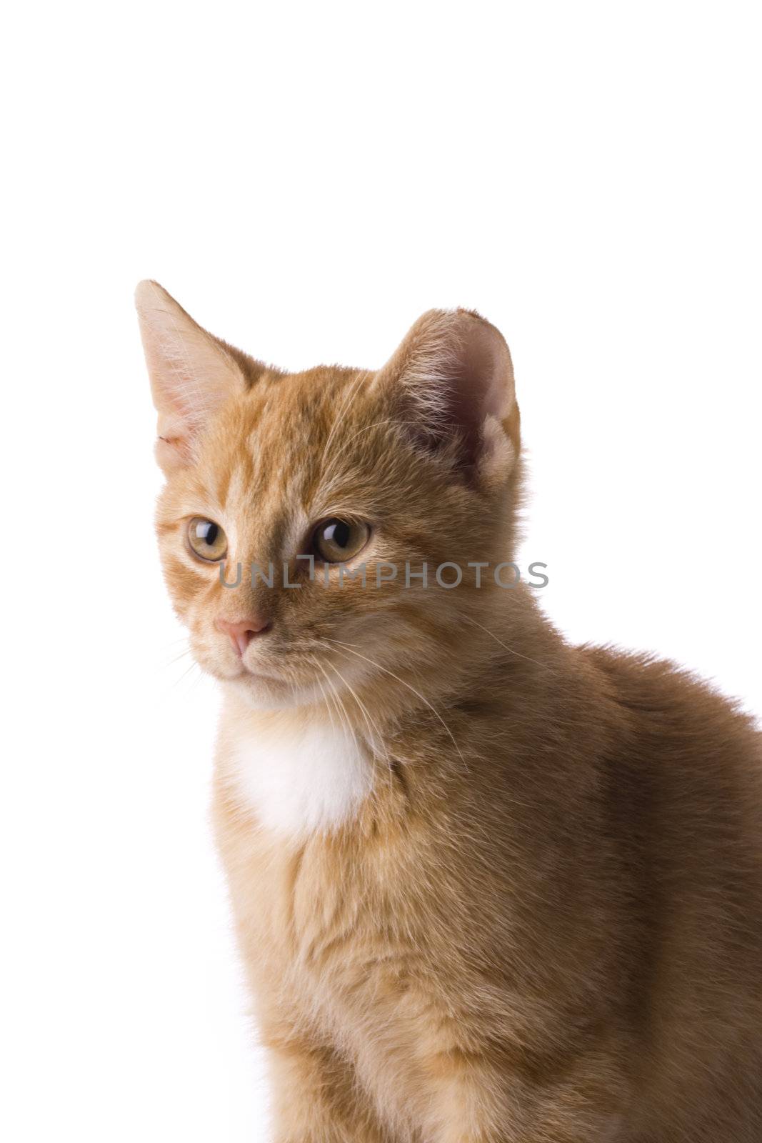 detail of a small cat on white background by bernjuer
