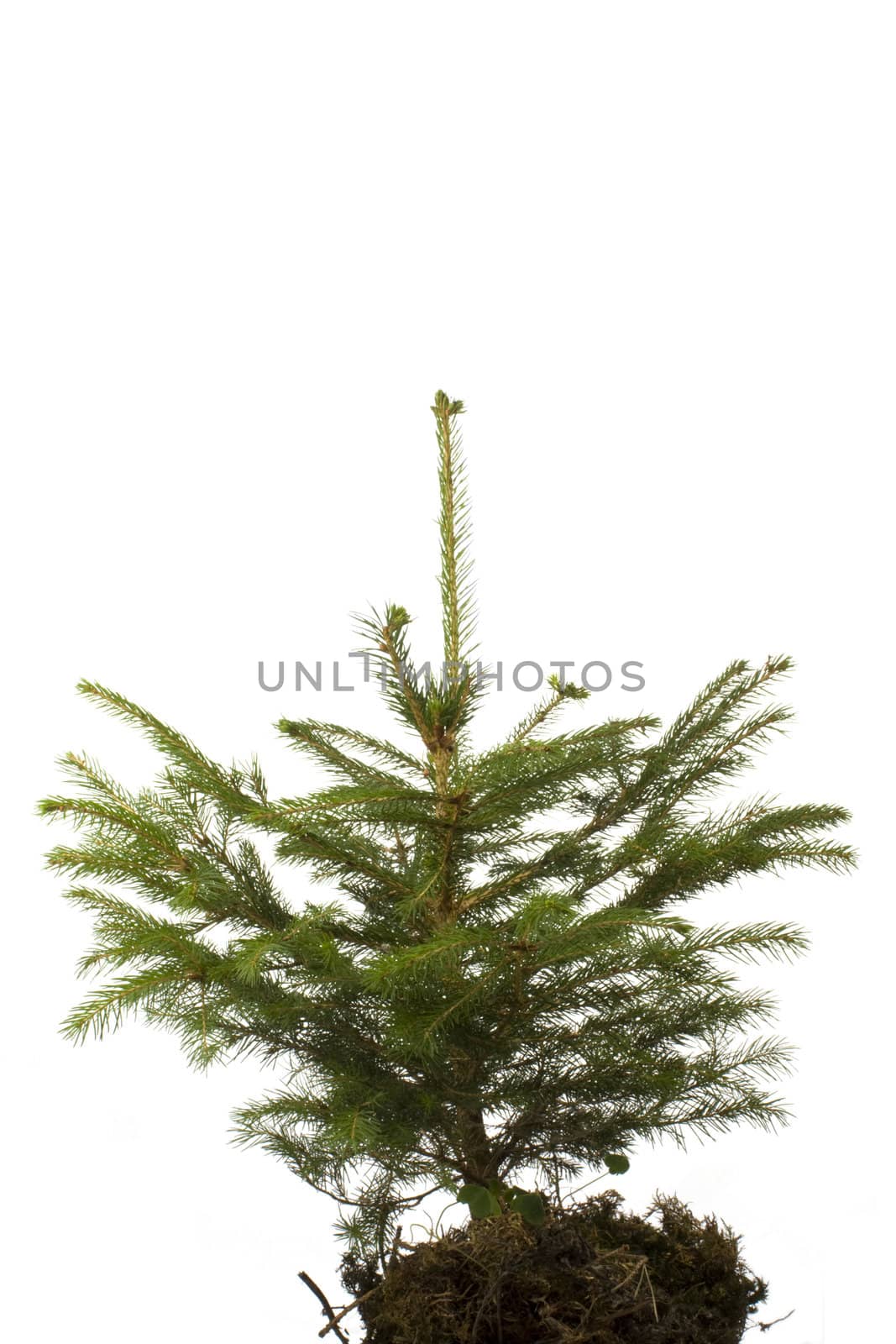 small spruce tree on white background by bernjuer