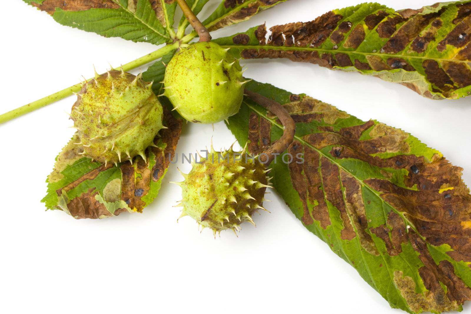 chestnut leaf detail on white background