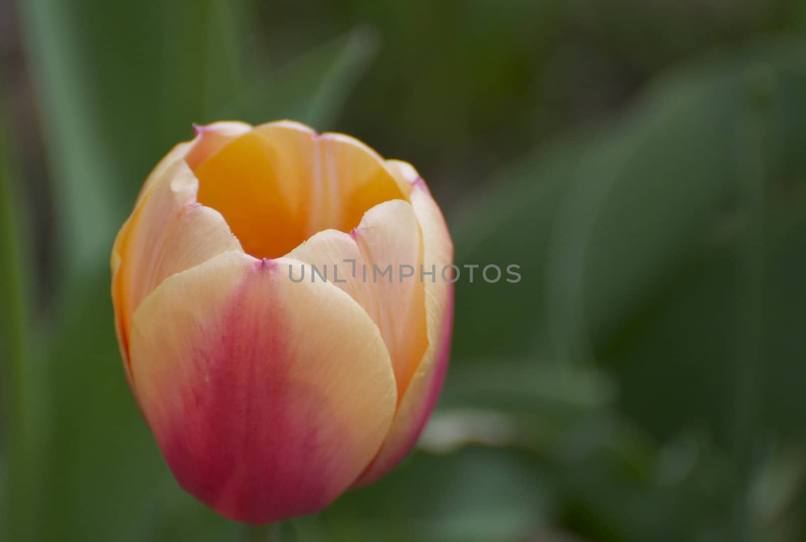 A single pink tulip shines in the sunlight.