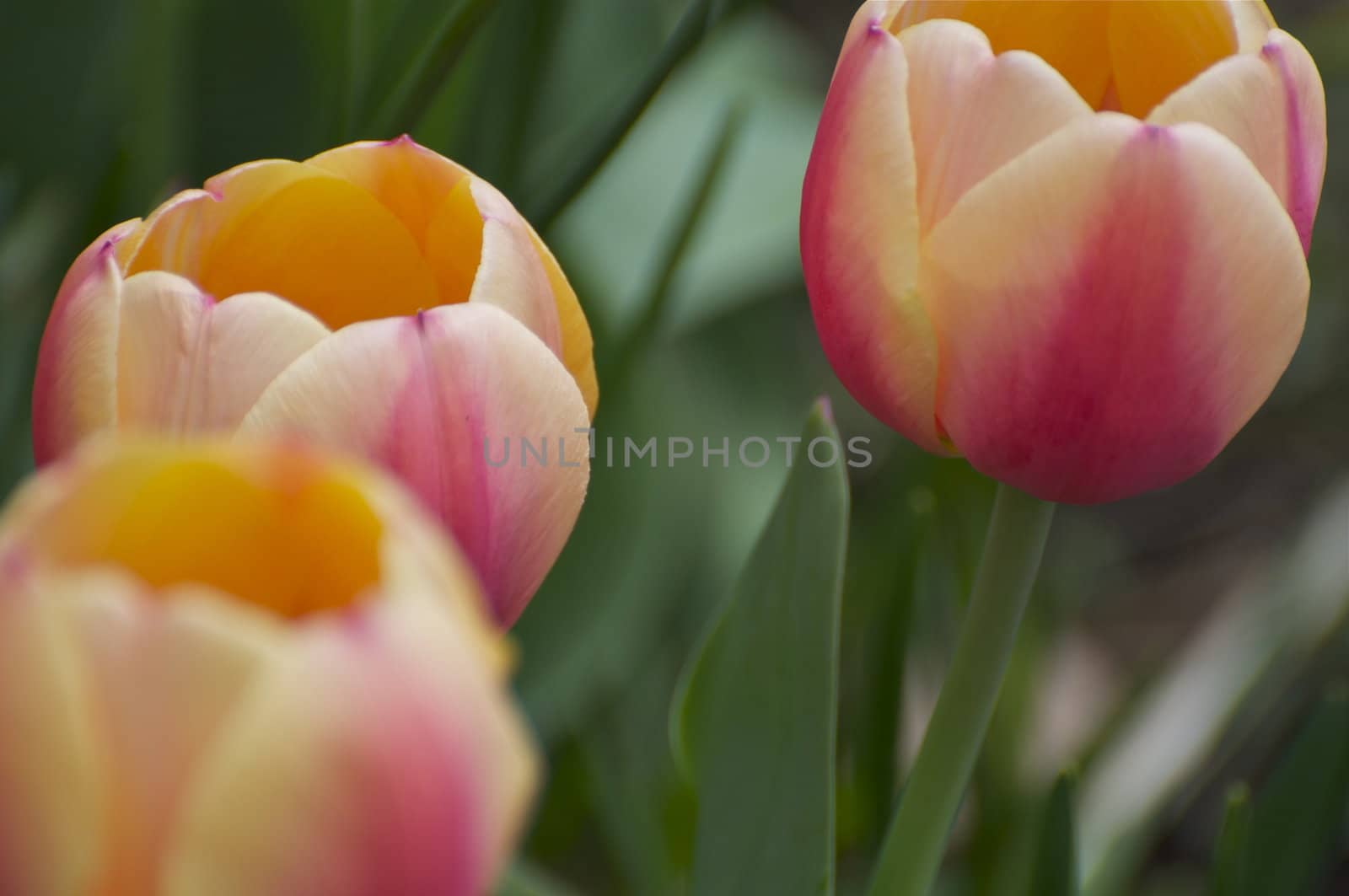 Spring - Pink Tulips by gilmourbto2001