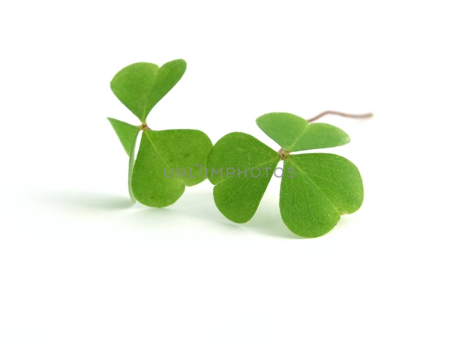 fresh, green clover isolated on white background