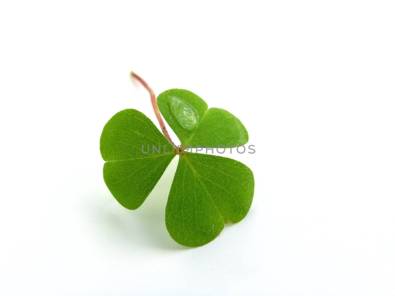 fresh, green clover isolated on white background