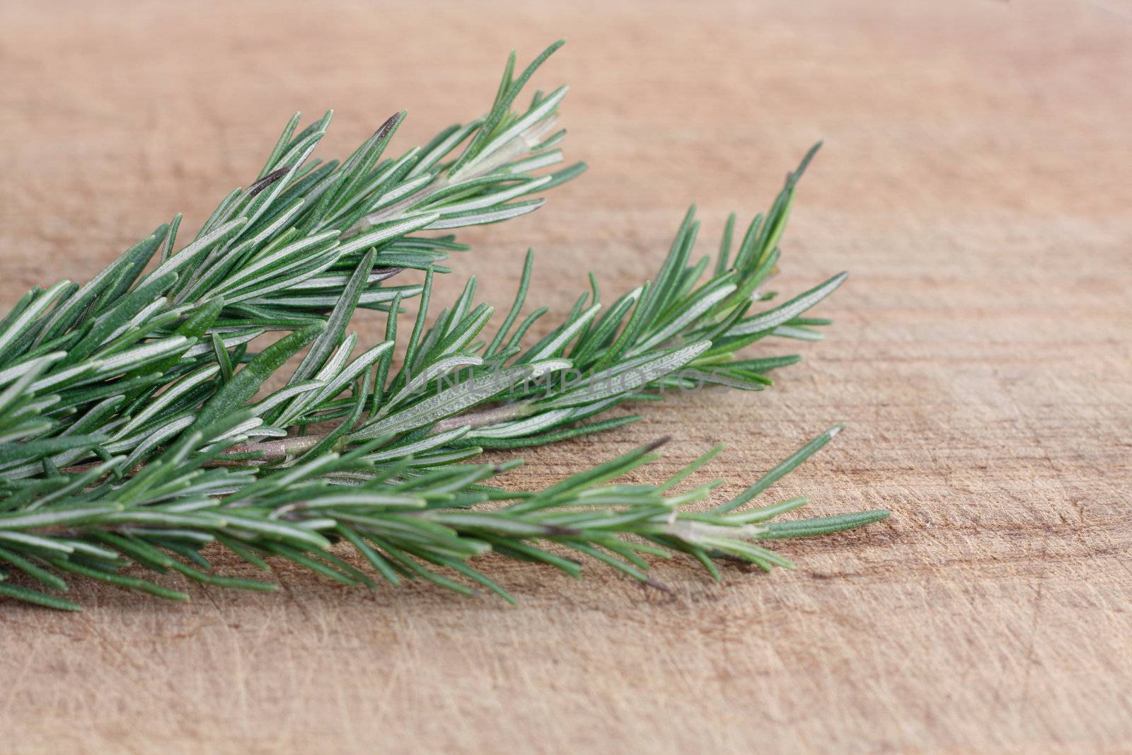 Fragrant rosemary herbs isolated on white