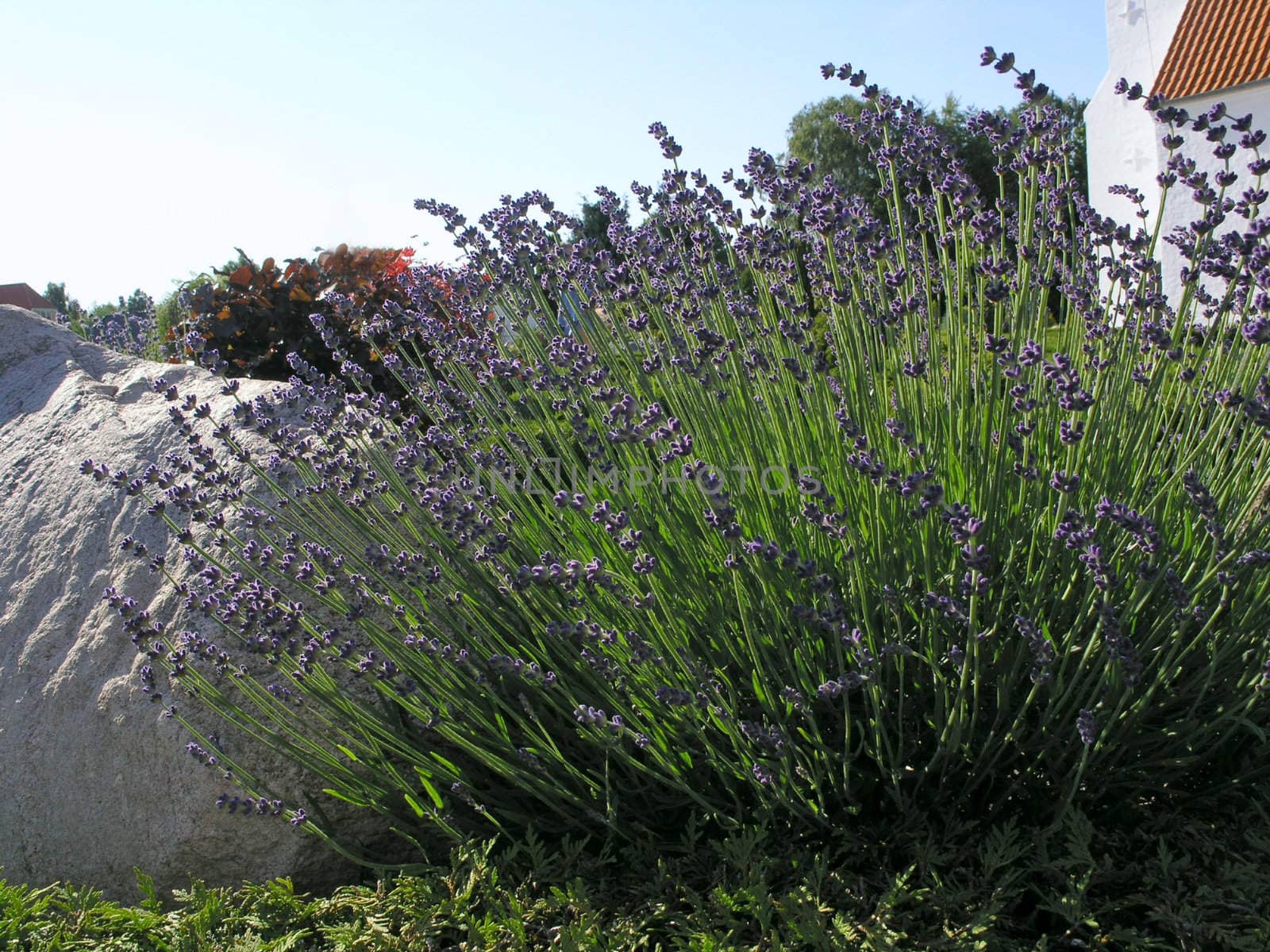 cluster of lavender in a botanical garden