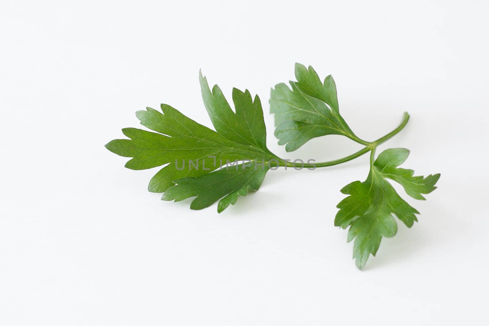 Parsley isolated on a white bg