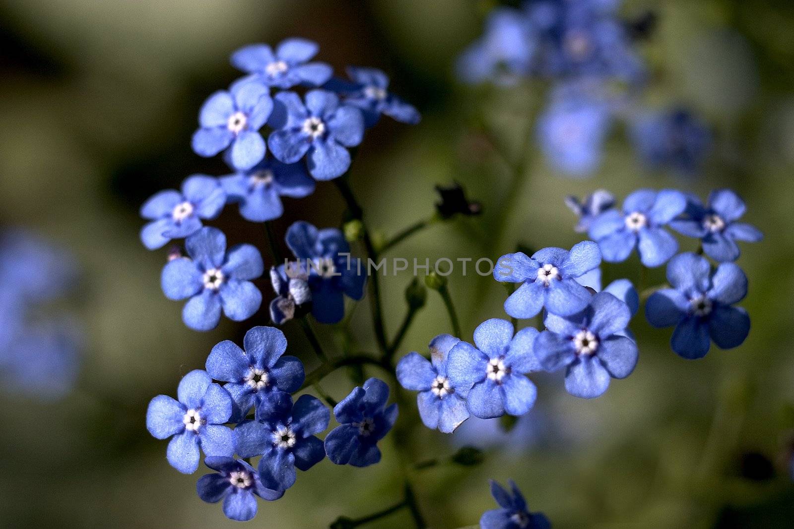 Blue flowers (Myosotis Alpestris), known as Forget Me Not..