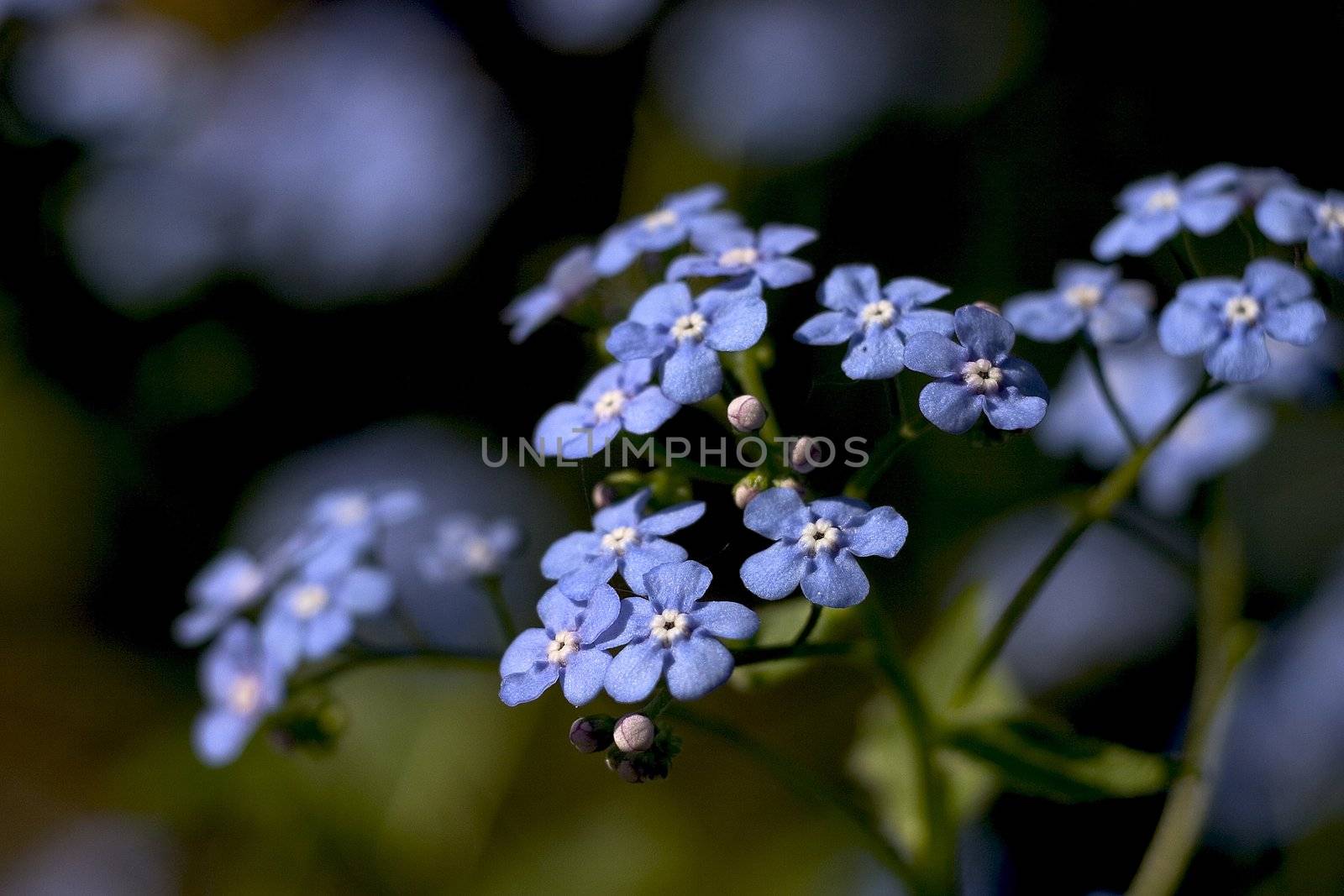 Myosotis arvensis Blue flowers (Myosotis Alpestris), known as Forget Me Not..