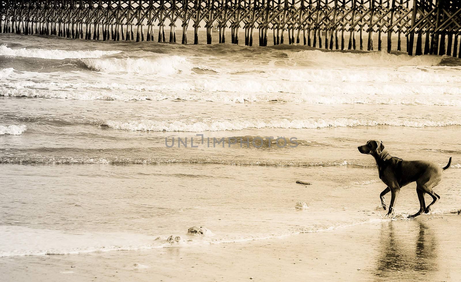 Dog on Beach Right by RefocusPhoto