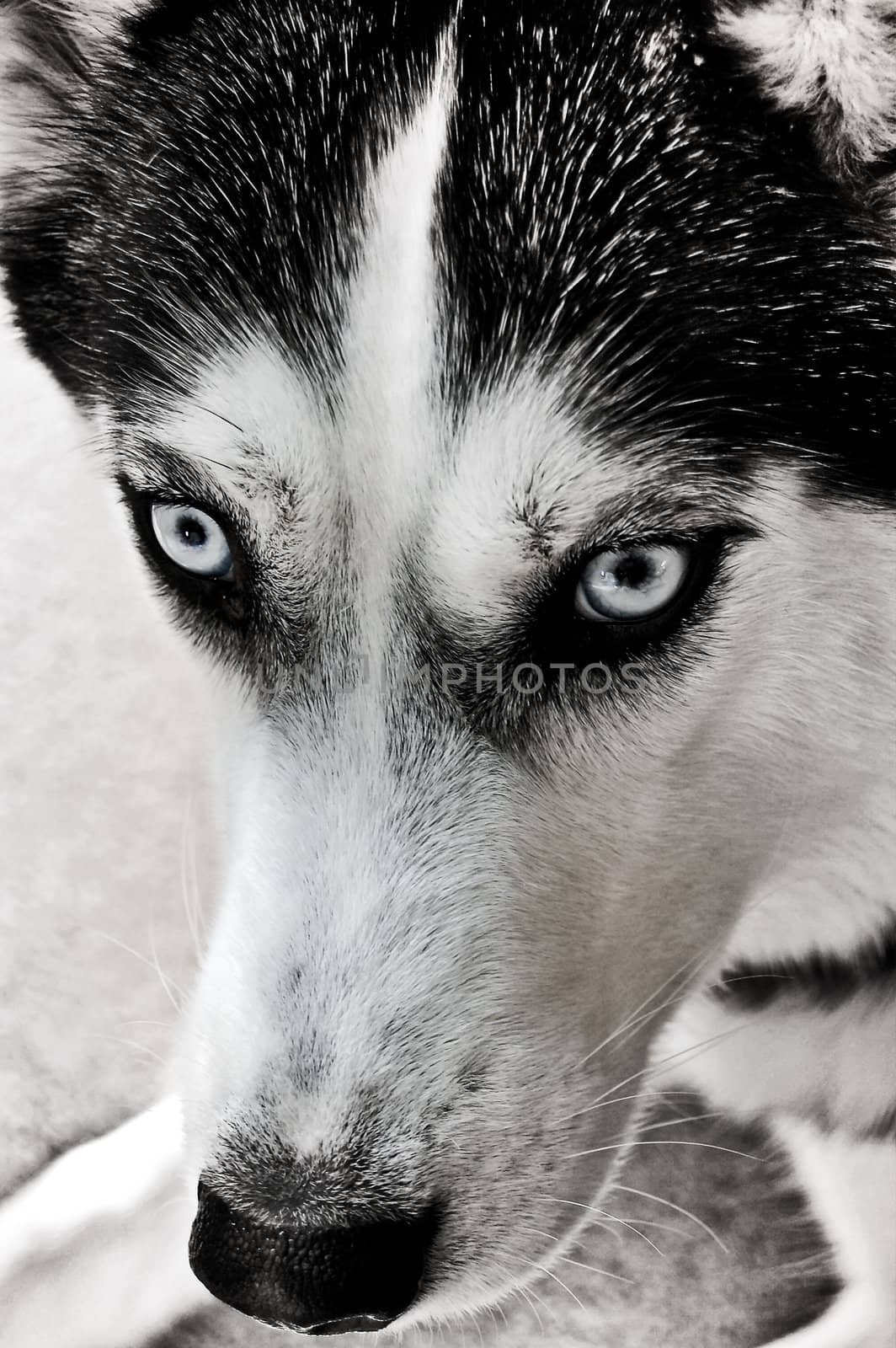 Staring Husky by RefocusPhoto