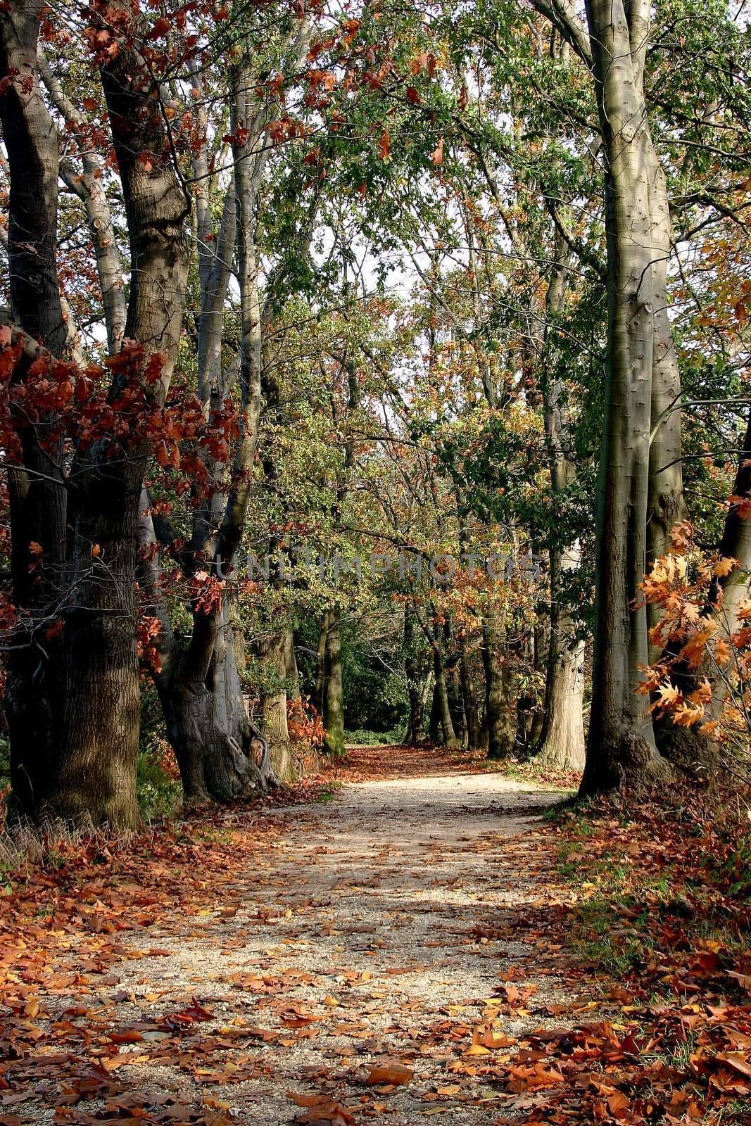 goldener Waldweg im Herbst by miradrozdowski