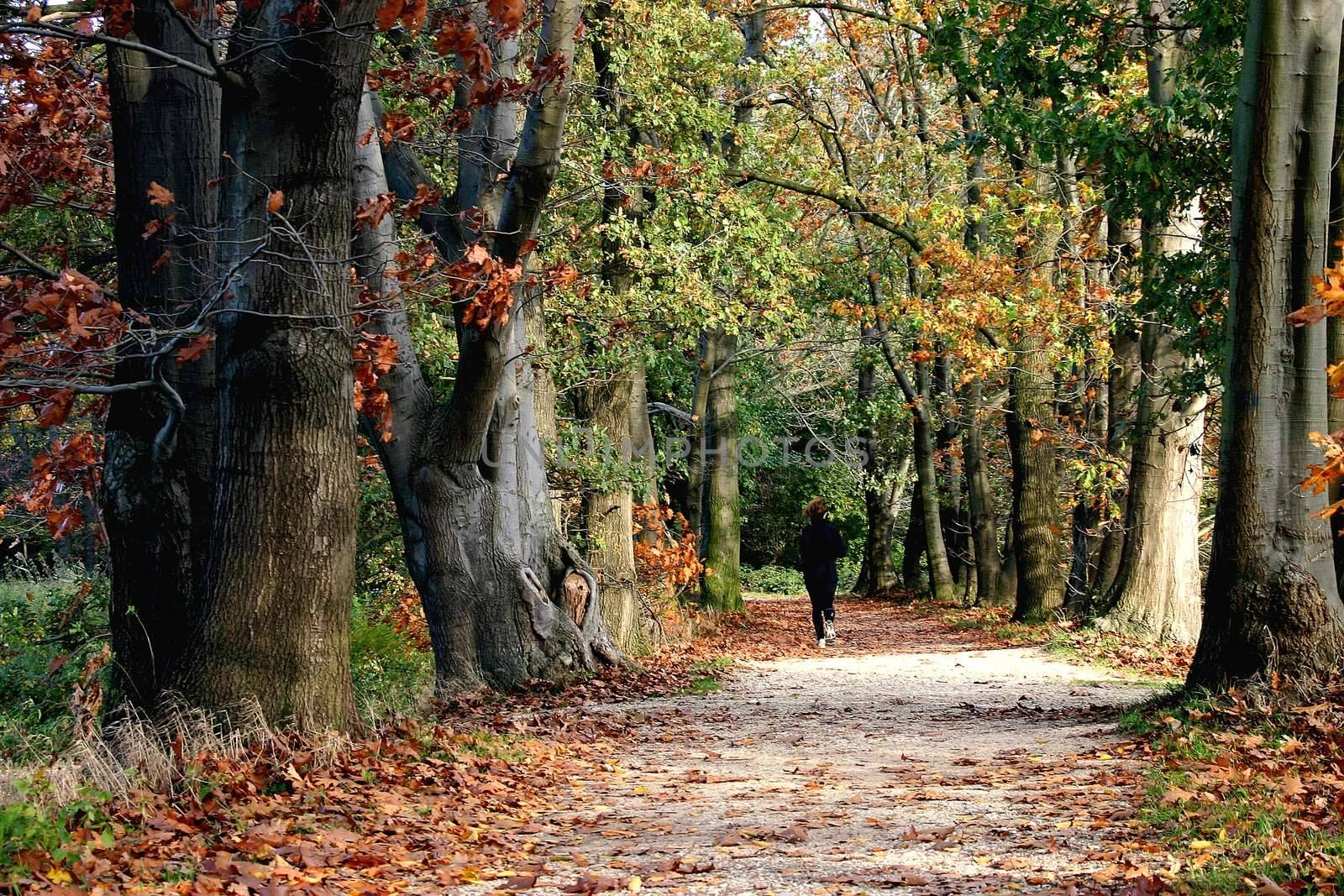 goldener Waldweg im Herbst by miradrozdowski