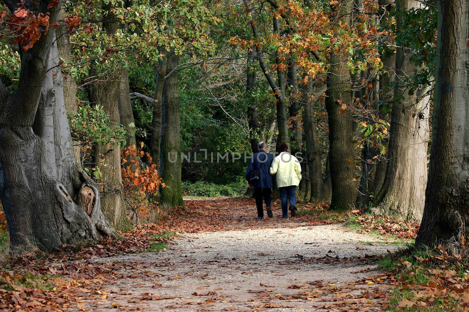 golden forest in autumn by miradrozdowski