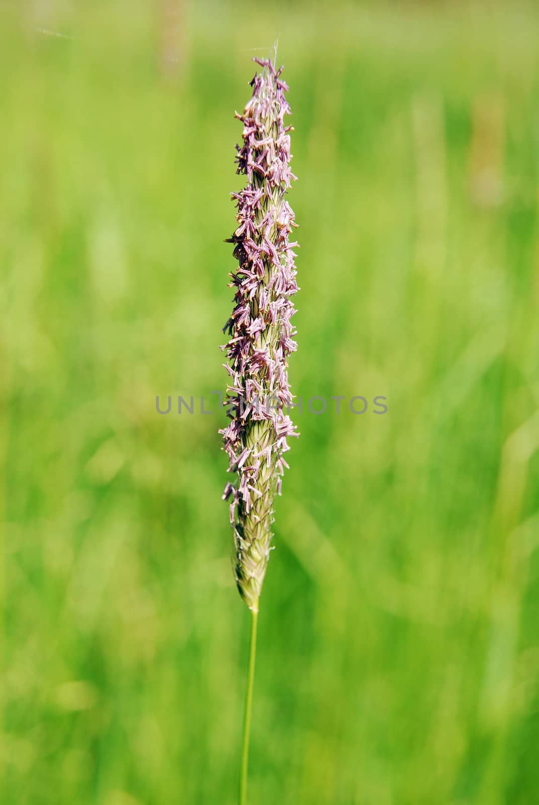 Tall flowering grass stems in spring and natural background