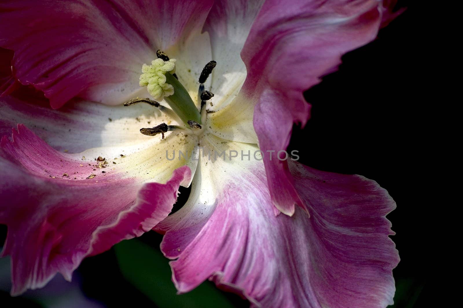 Macro shot of a tulip stamen and pistils.
