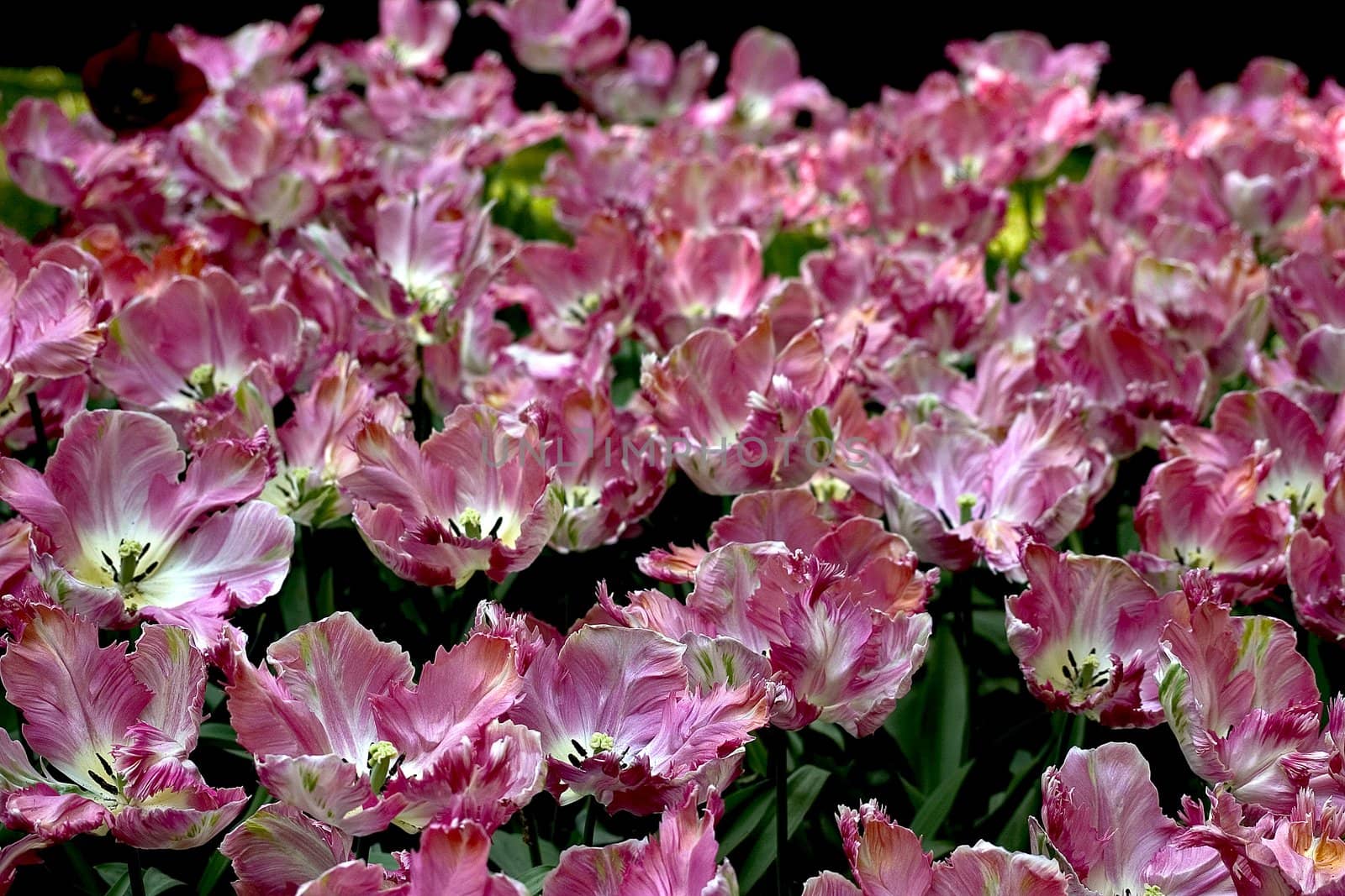 Tulip field by miradrozdowski