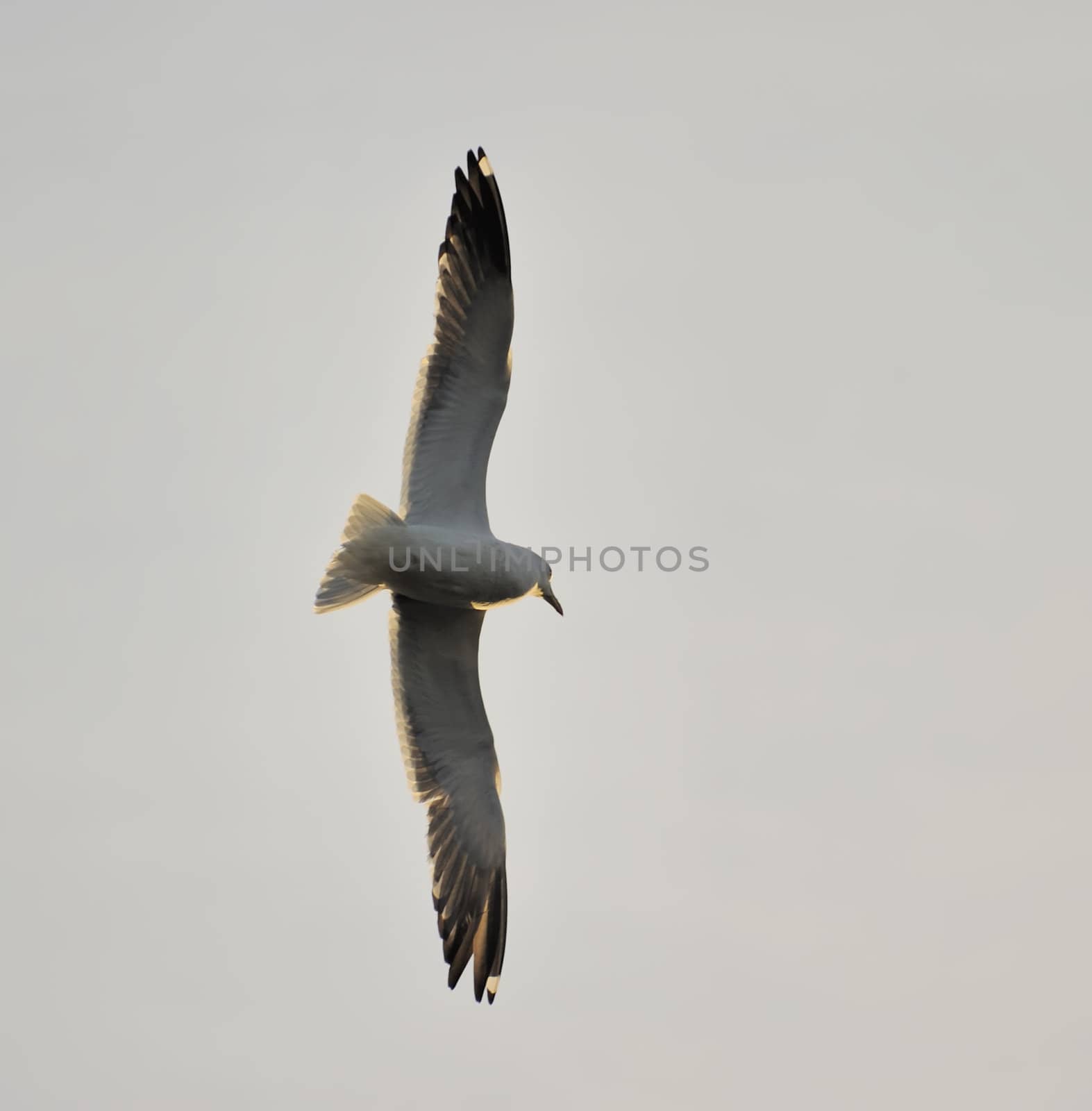 Lesser Black-backed gull soaring in blue sky