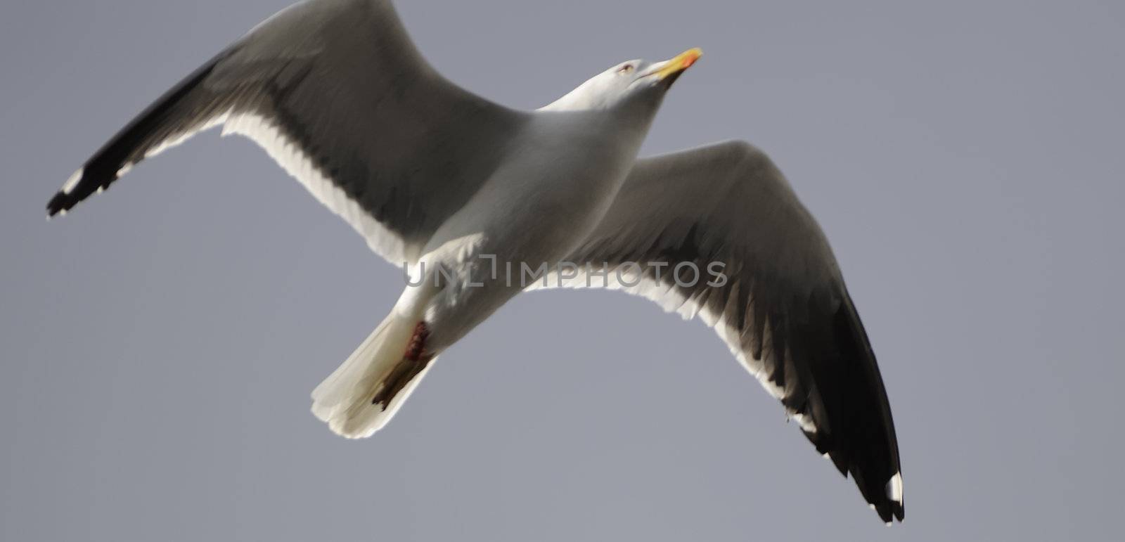 Lesser Black-backed gull soaring in blue sky