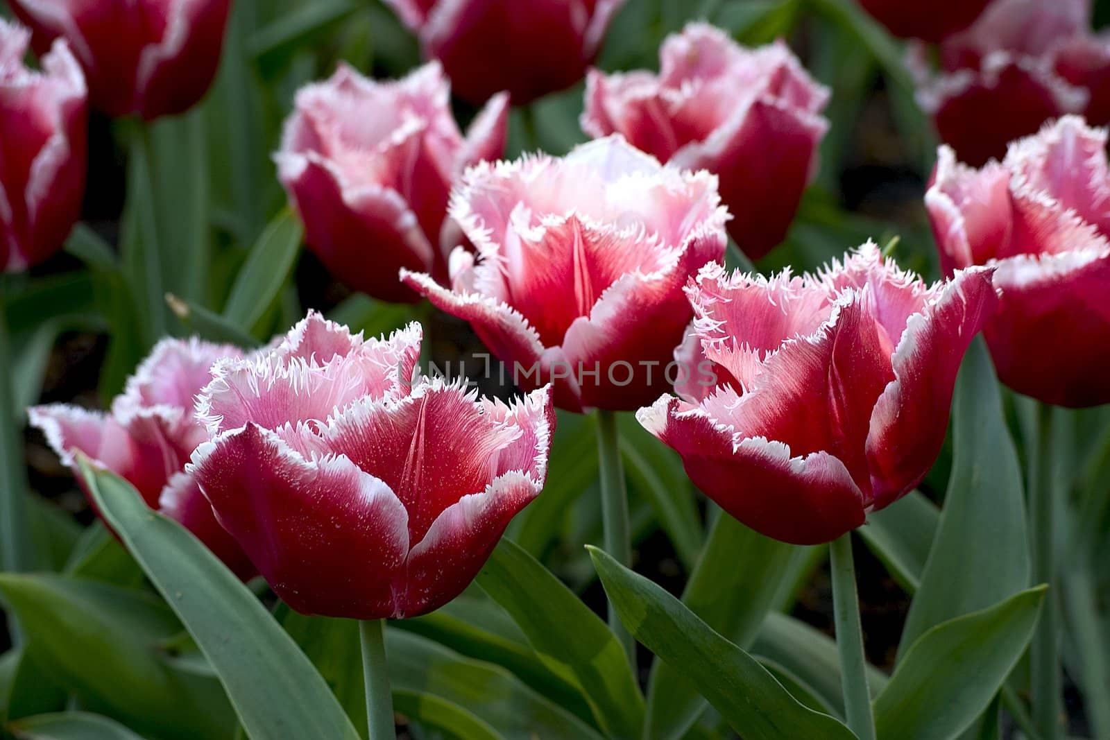 big box of colored beautiful tulip