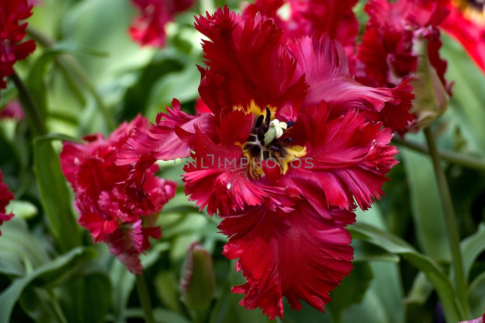 big box of colored beautiful tulip