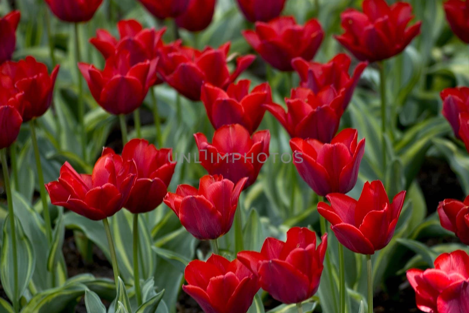 Red tulip field
big box of colored beautiful tulip