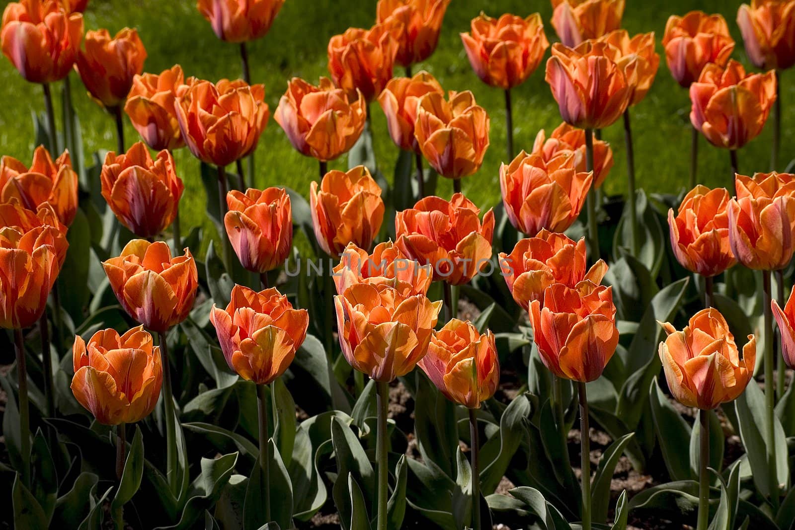 Red tulip field
big box of colored beautiful tulip