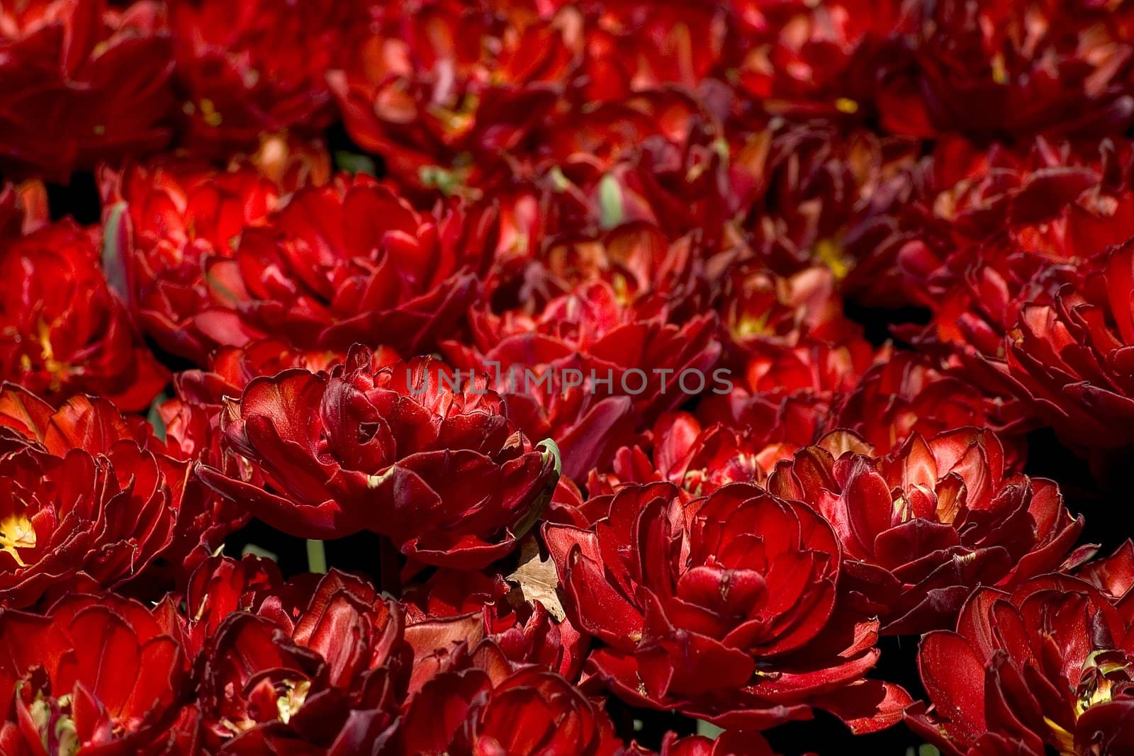 Red tulip field
big box of colored beautiful tulip
