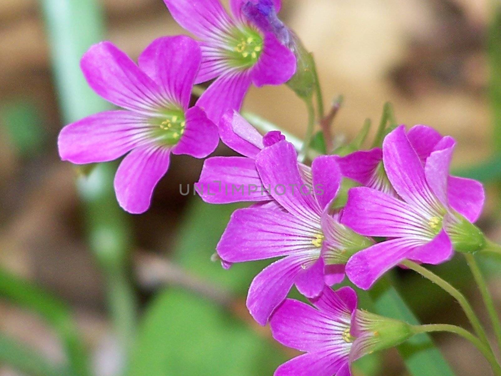 These beautiful wildflowers are smaller than a dime.