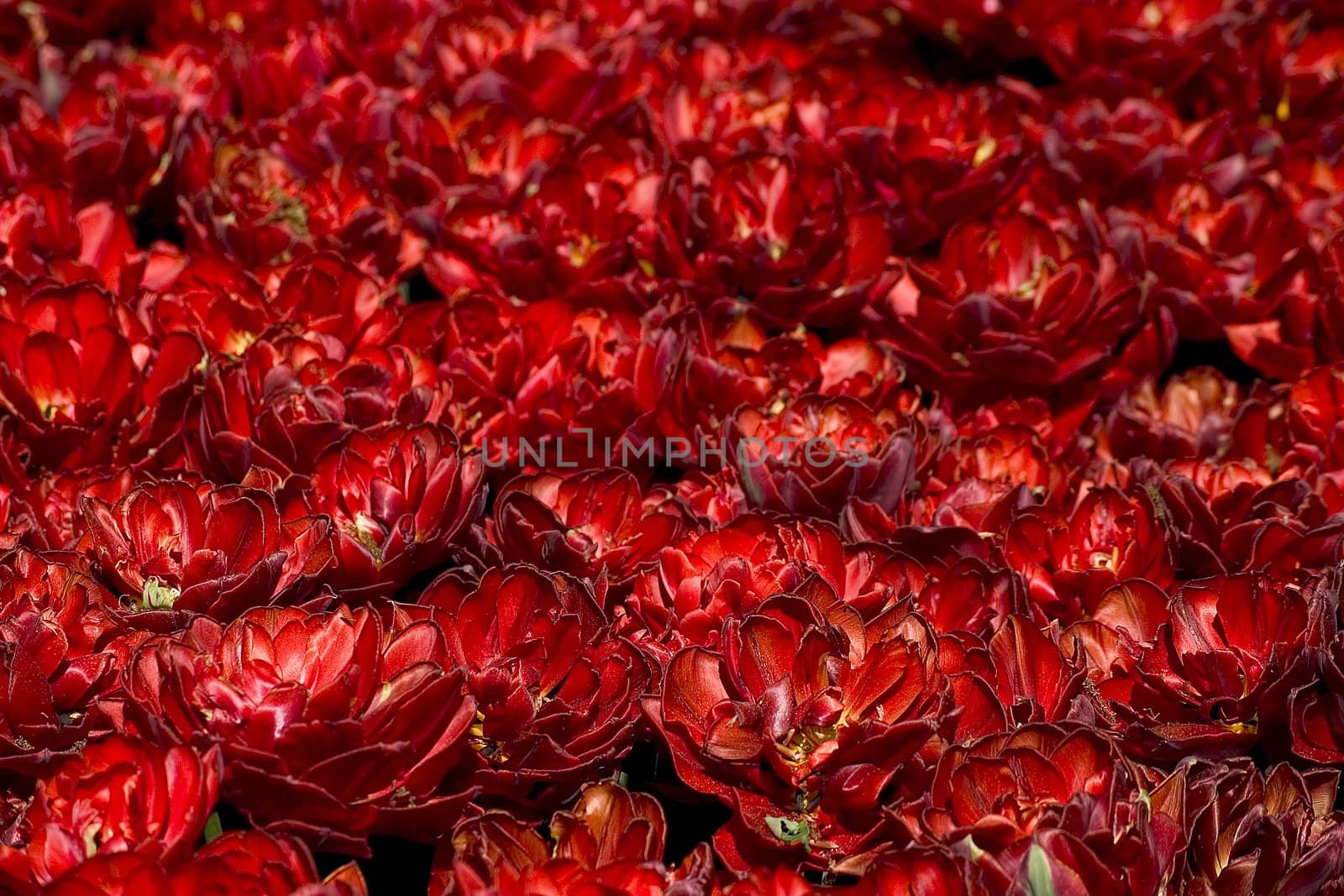 Red tulip field
big box of colored beautiful tulip
