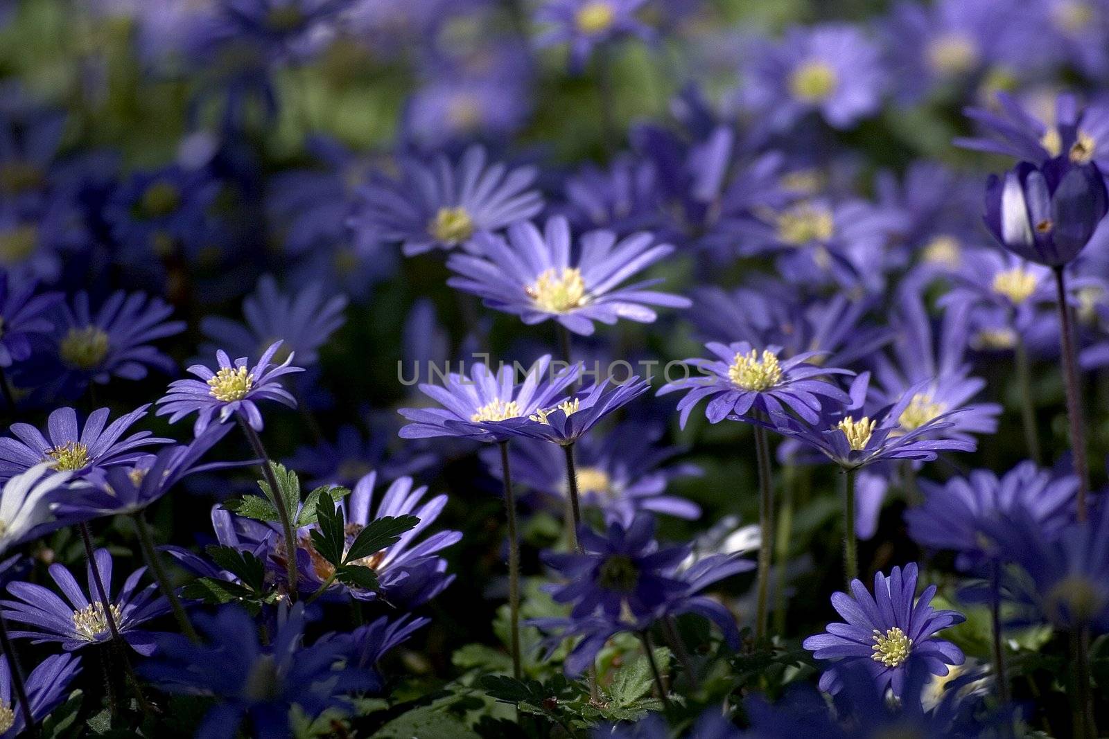 blue flowers by miradrozdowski