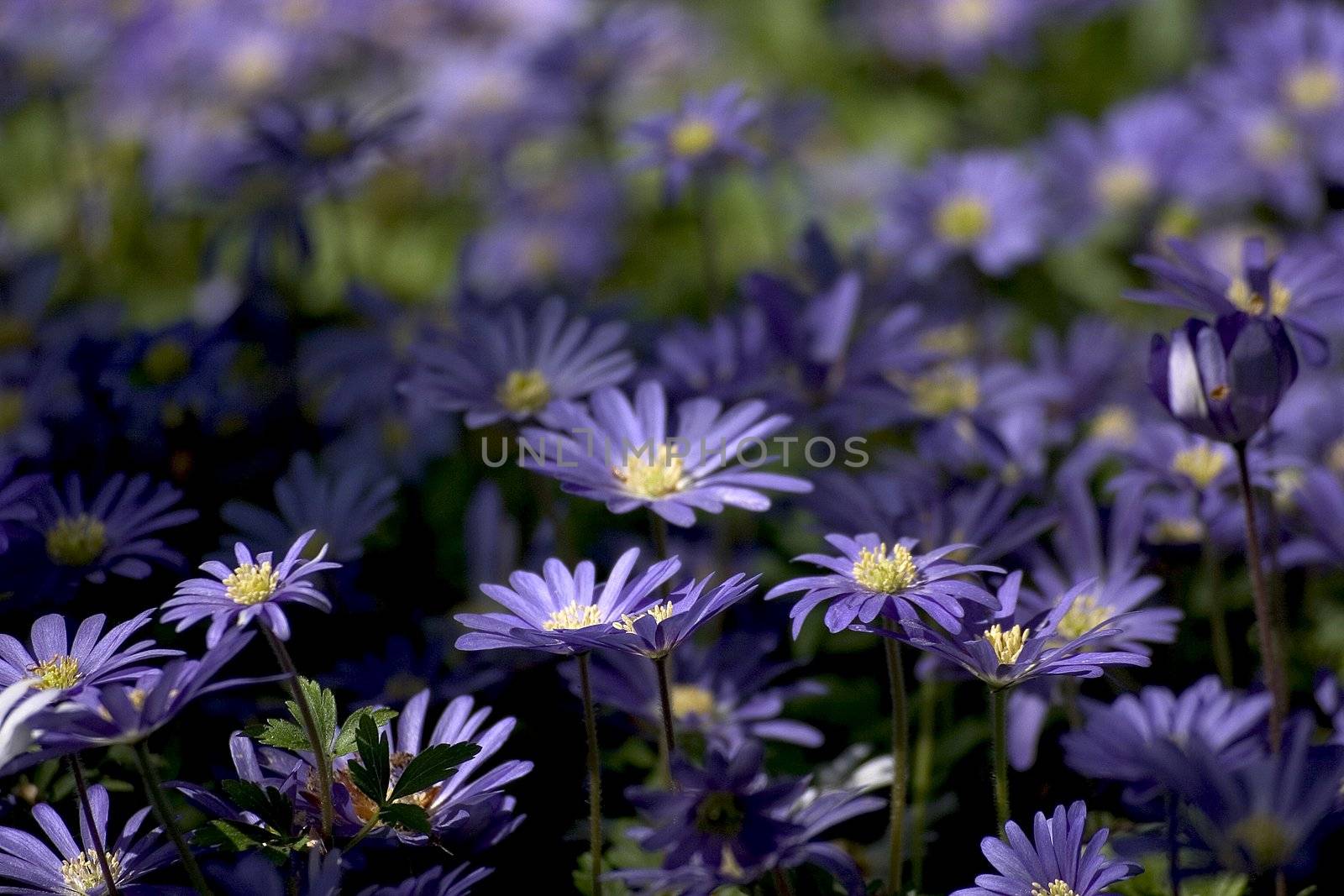 blue  flowers by miradrozdowski