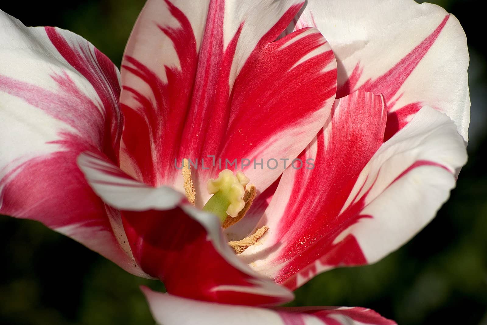 Macro
colored beautiful tulip
red
