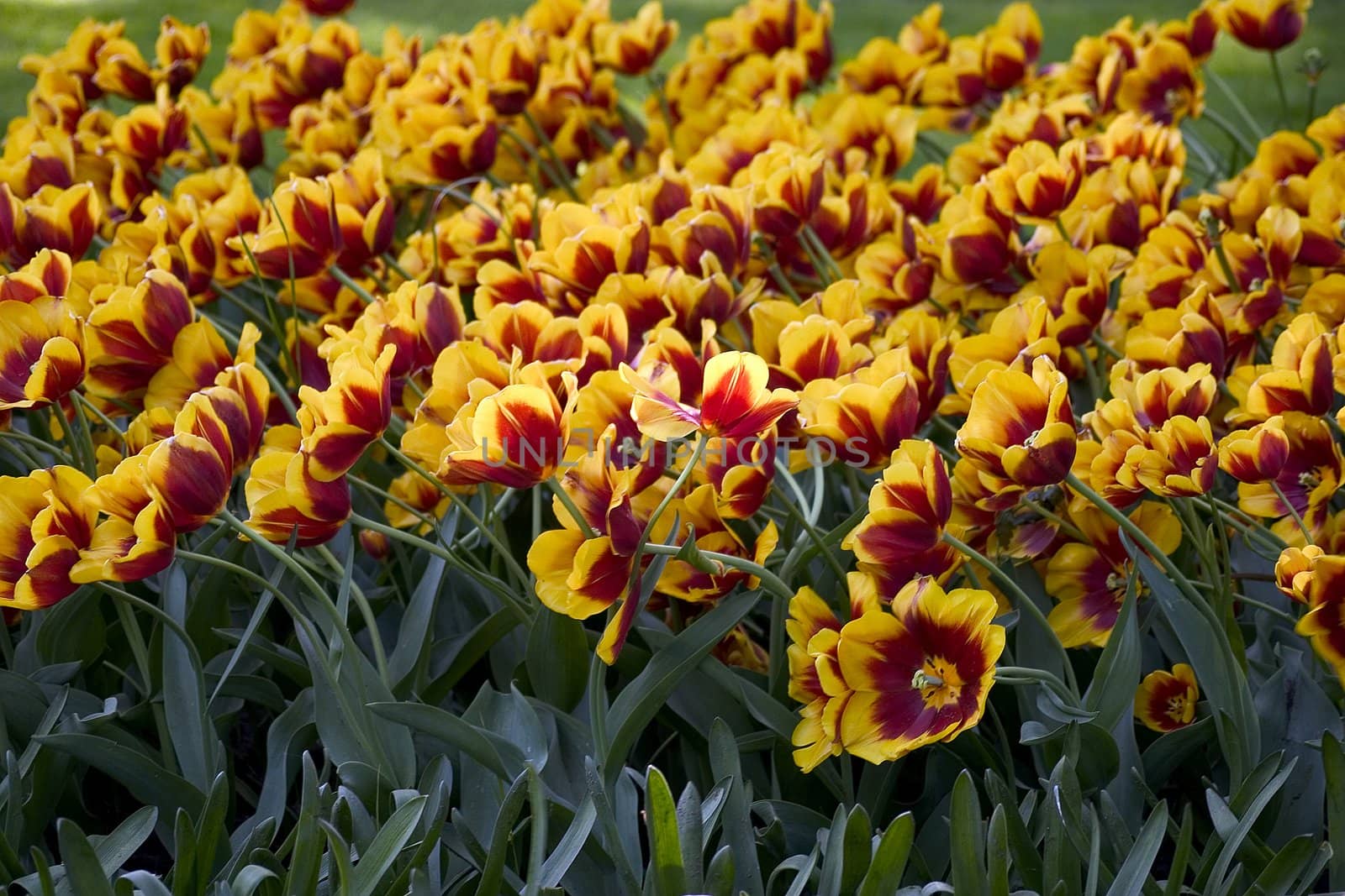 Red tulip field
big box of colored beautiful tulip
