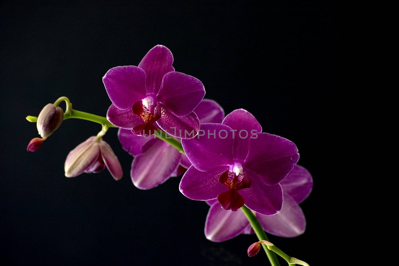 A sprig of pink orchids against a black background
